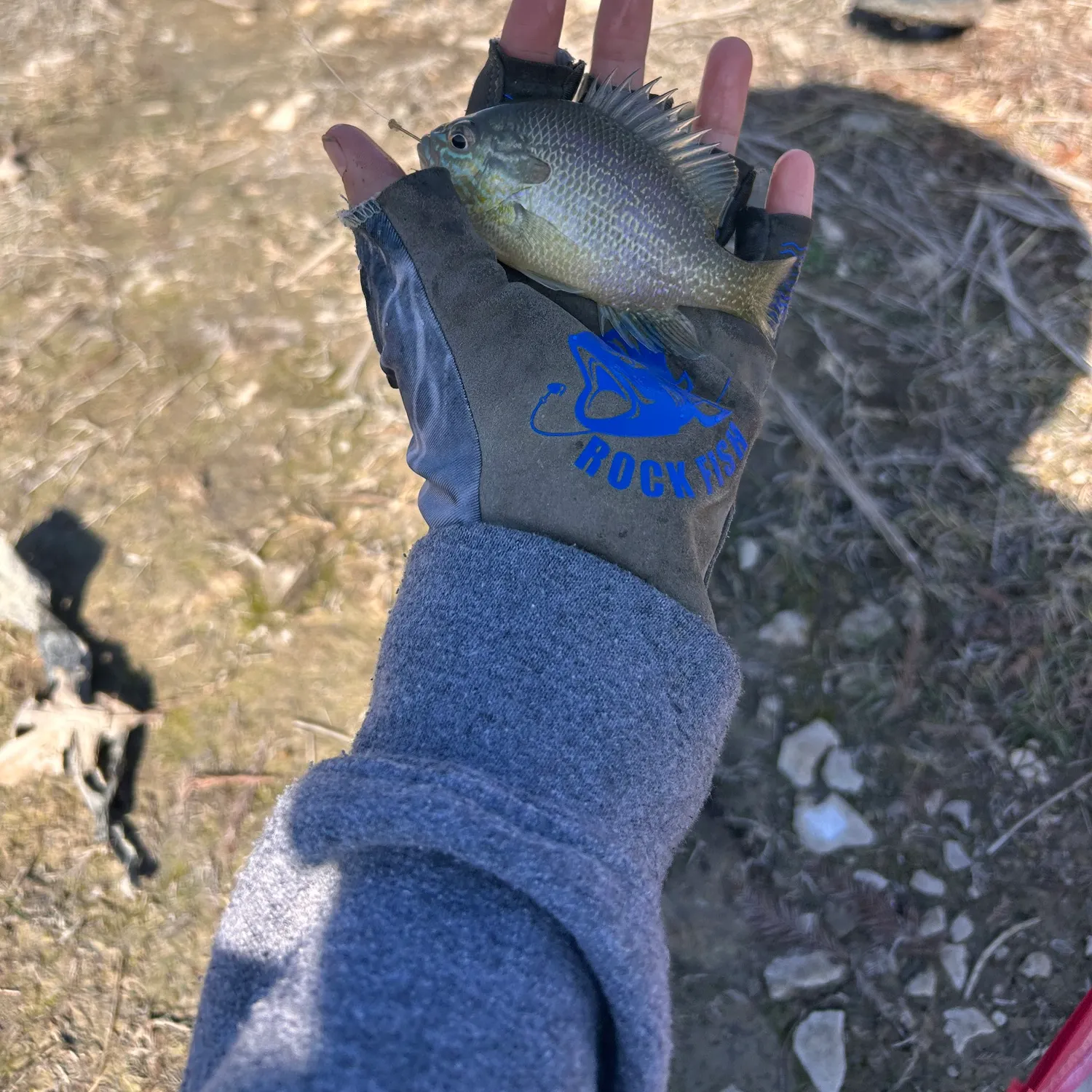 The most recent Longear sunfish catches on Fishbrain