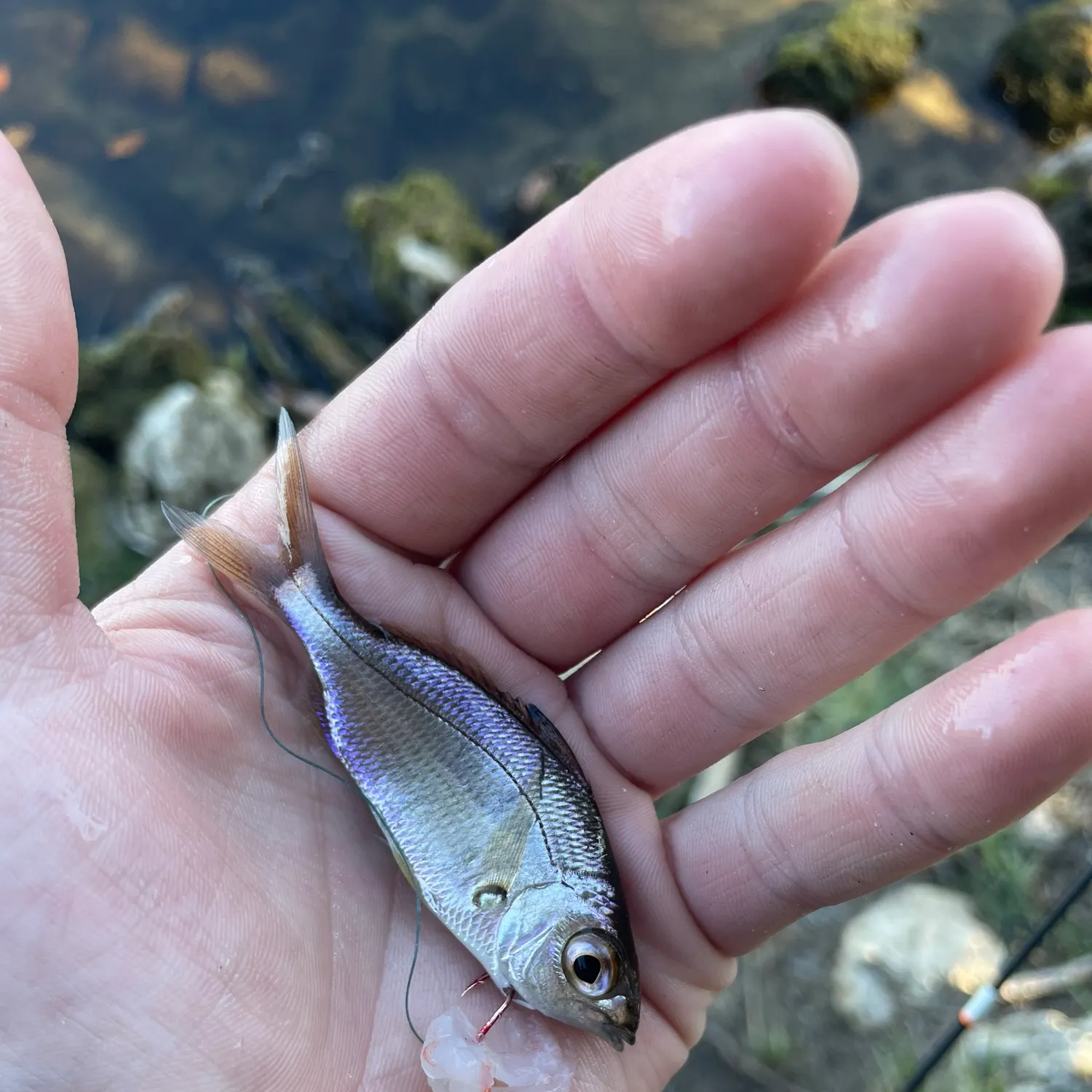 The most recent Tidewater mojarra catches on Fishbrain