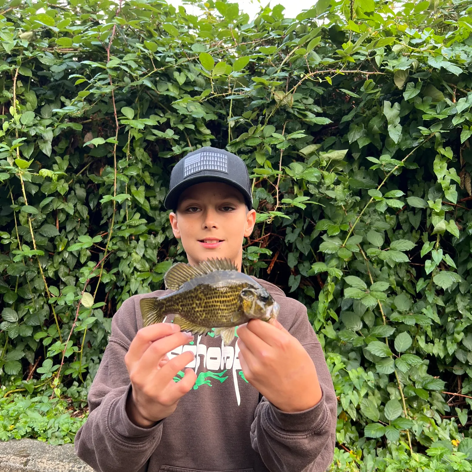 Rock bass caught on Fishbrain