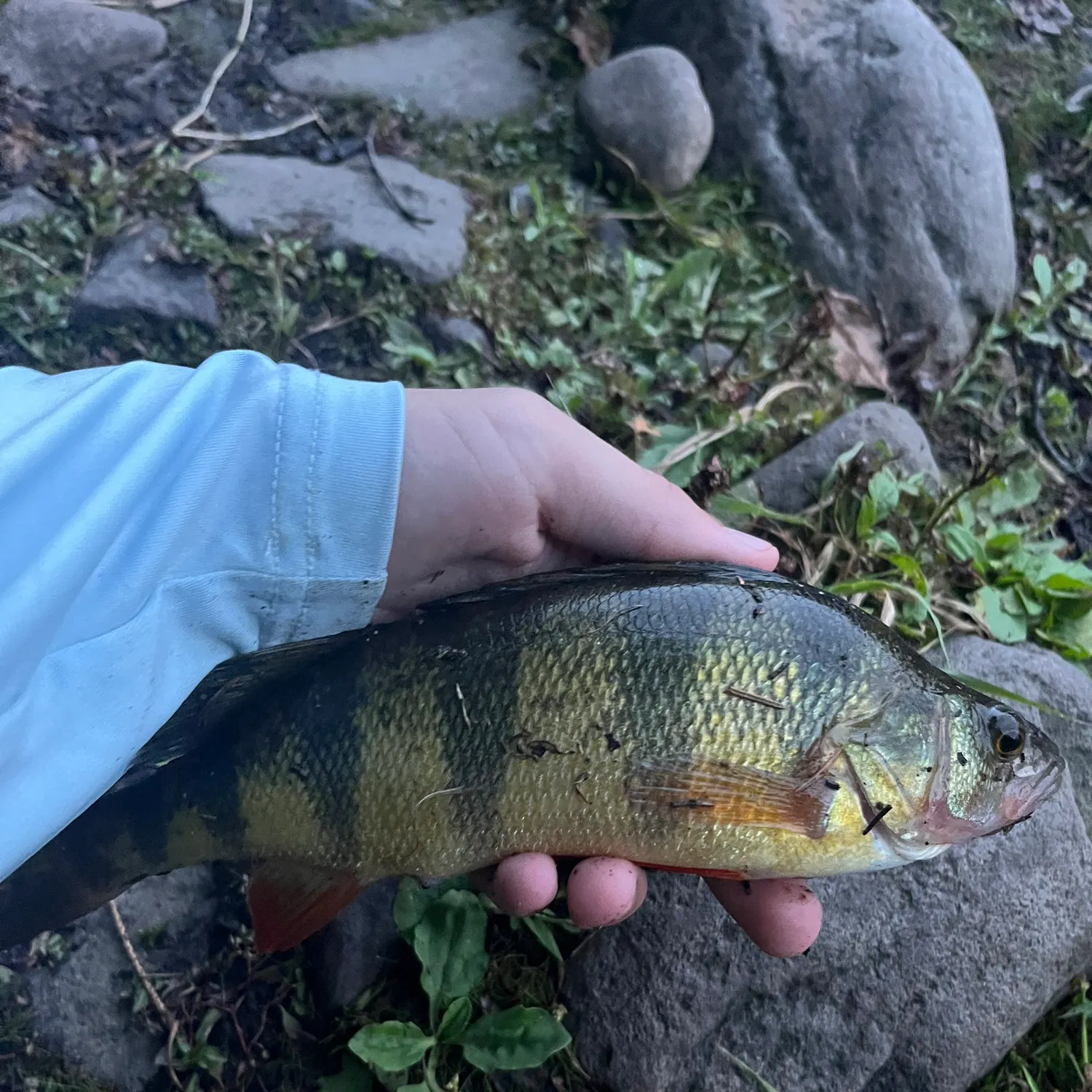 Yellow perch caught on Fishbrain