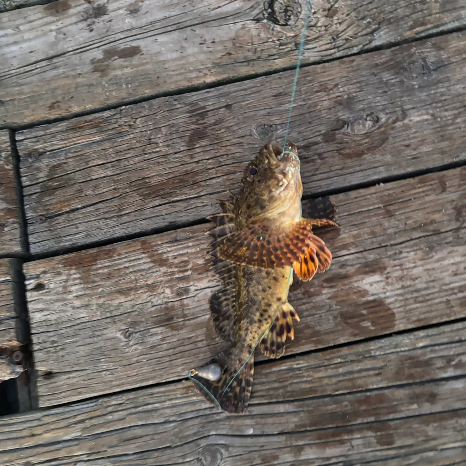 The most recent California scorpionfish catches on Fishbrain