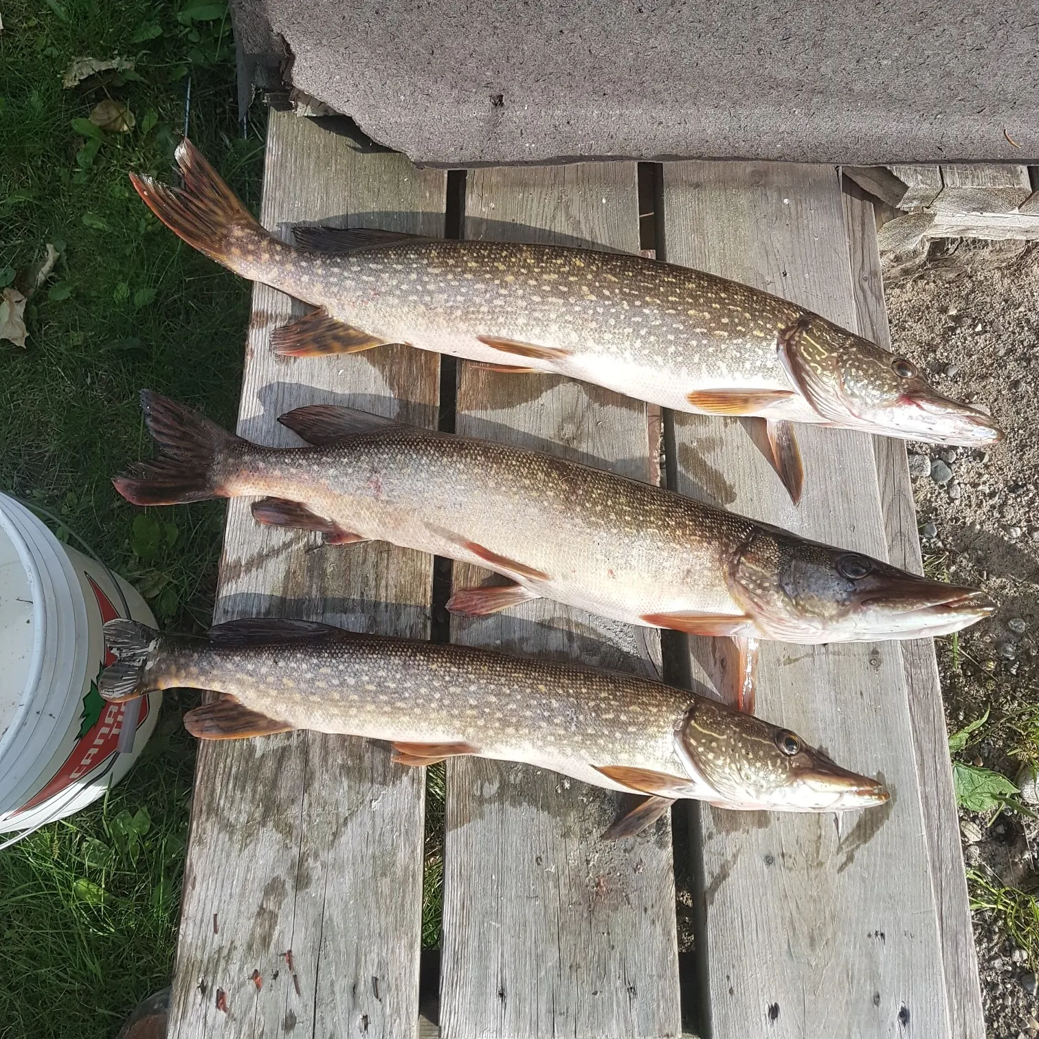 recently logged catches