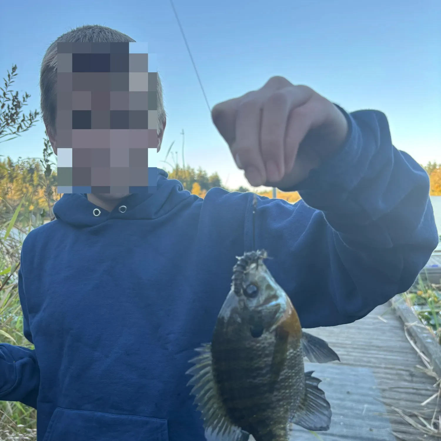 Bluegill caught on Fishbrain