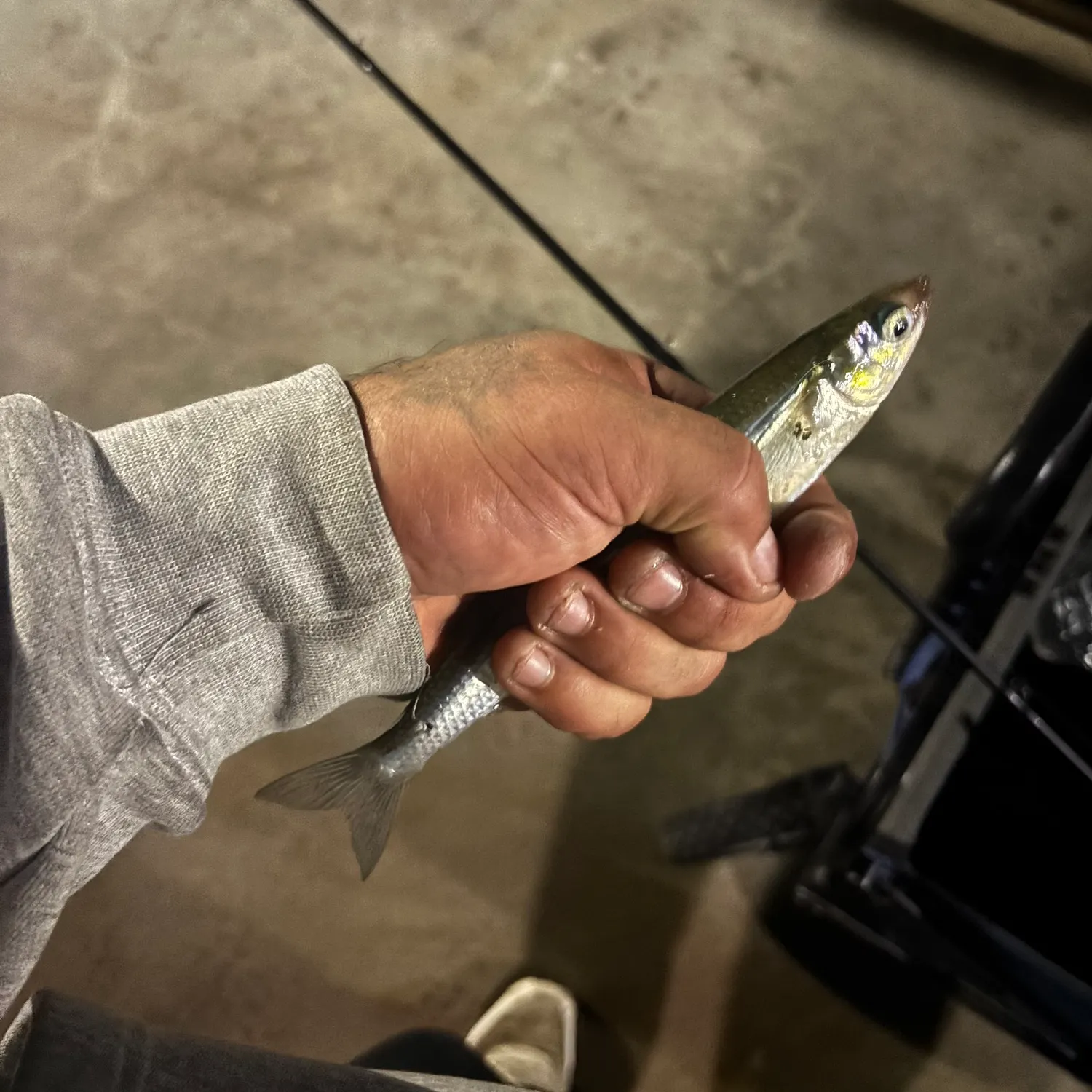 The most recent Striped mullet catches on Fishbrain