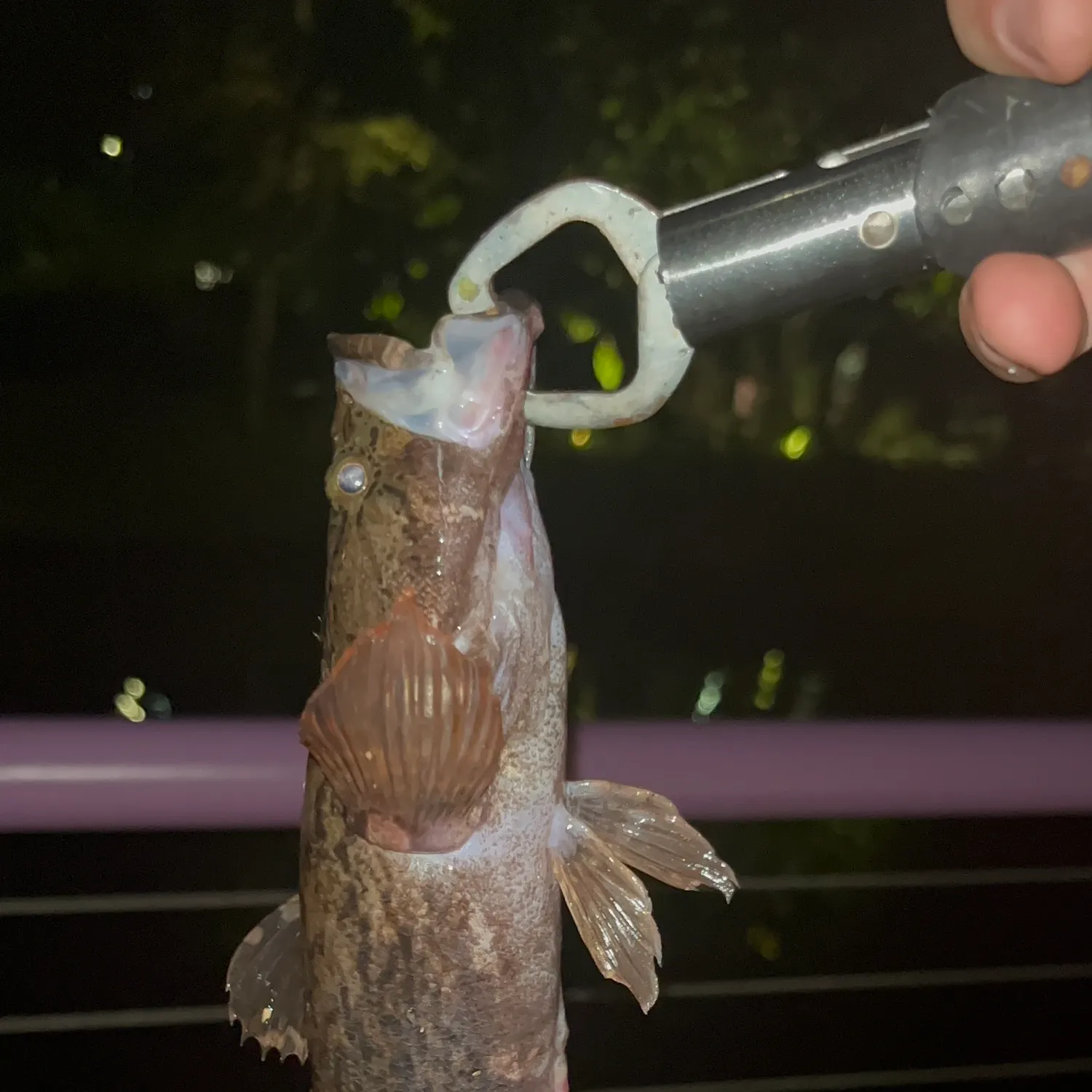 The most recent Marbled goby catches on Fishbrain