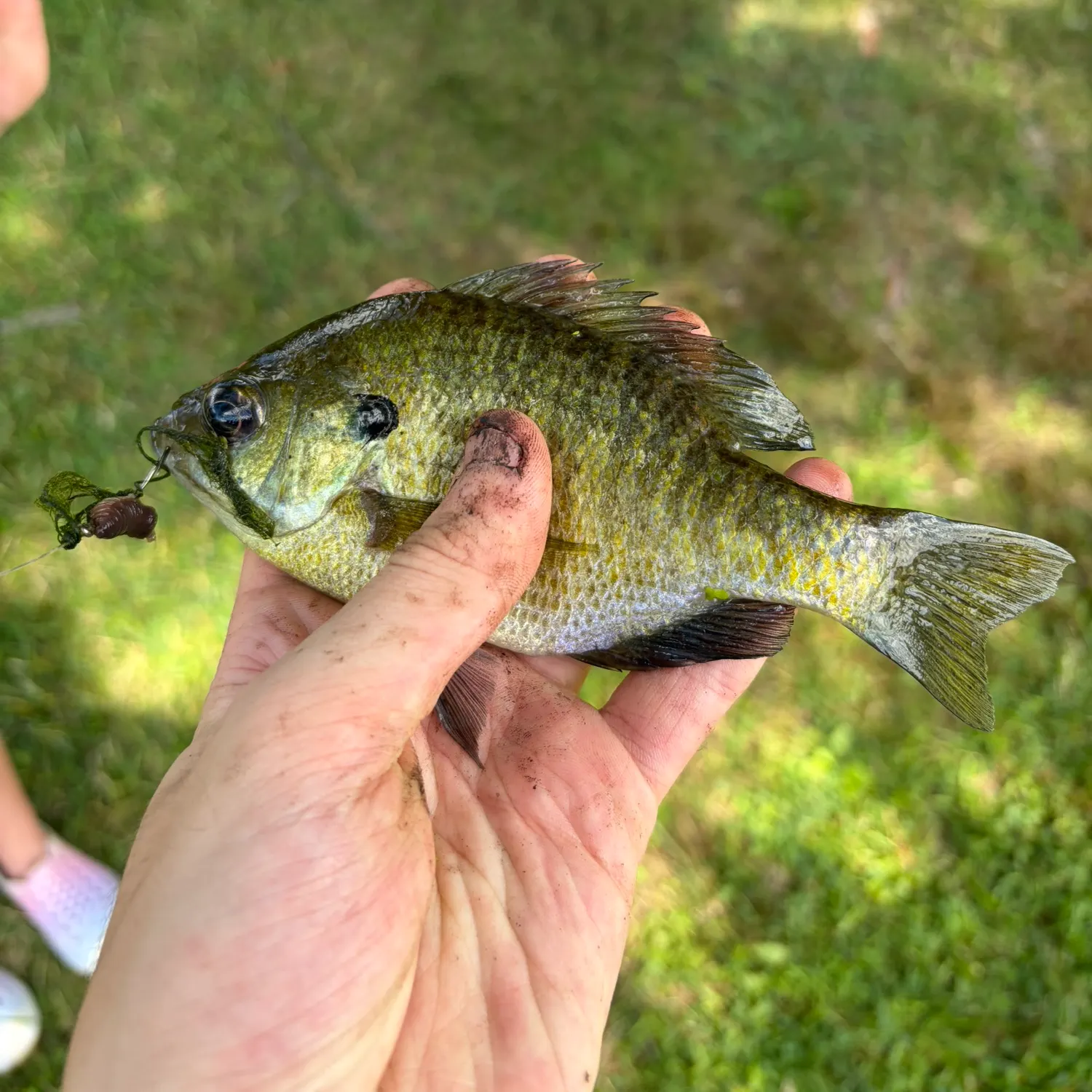 Bluegill caught on Fishbrain