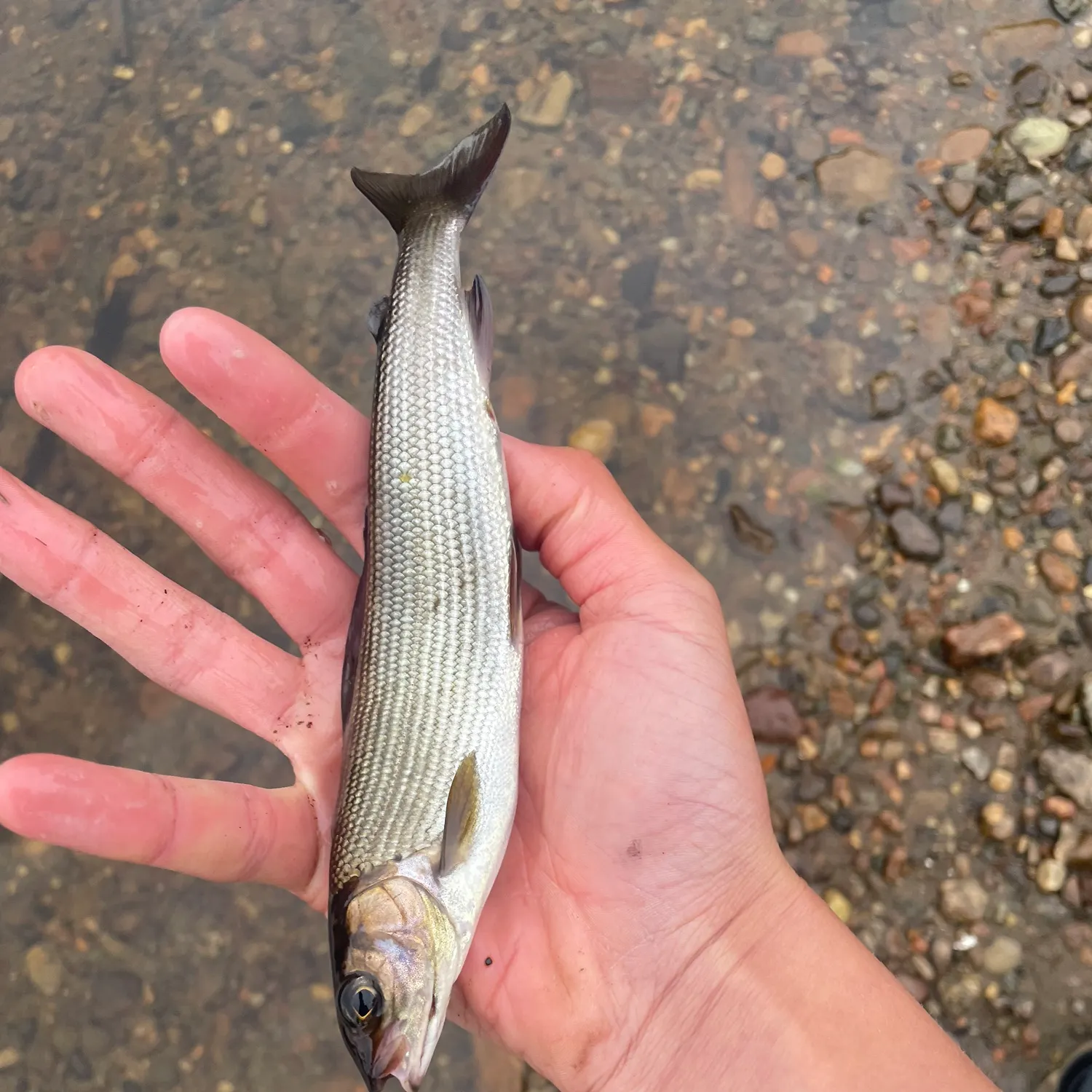 European grayling caught on Fishbrain