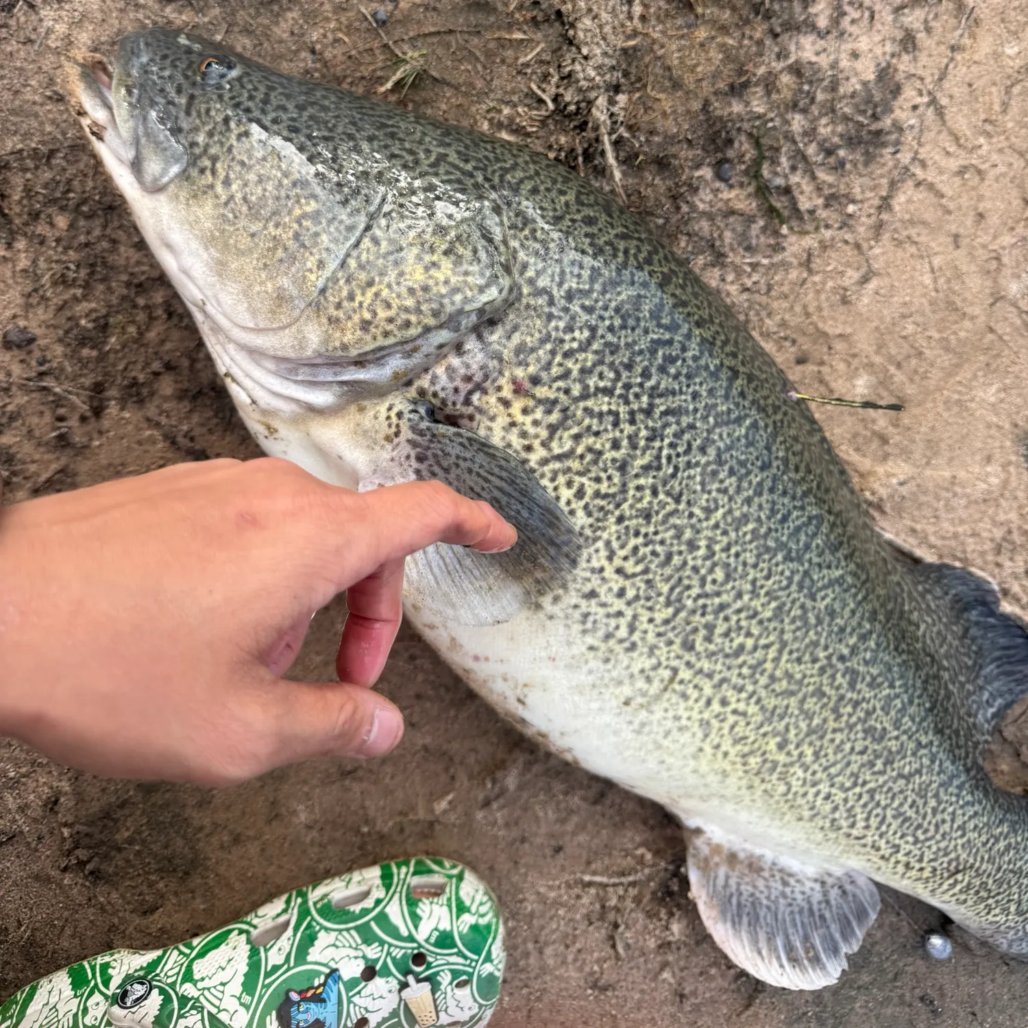 Murray cod caught on Fishbrain