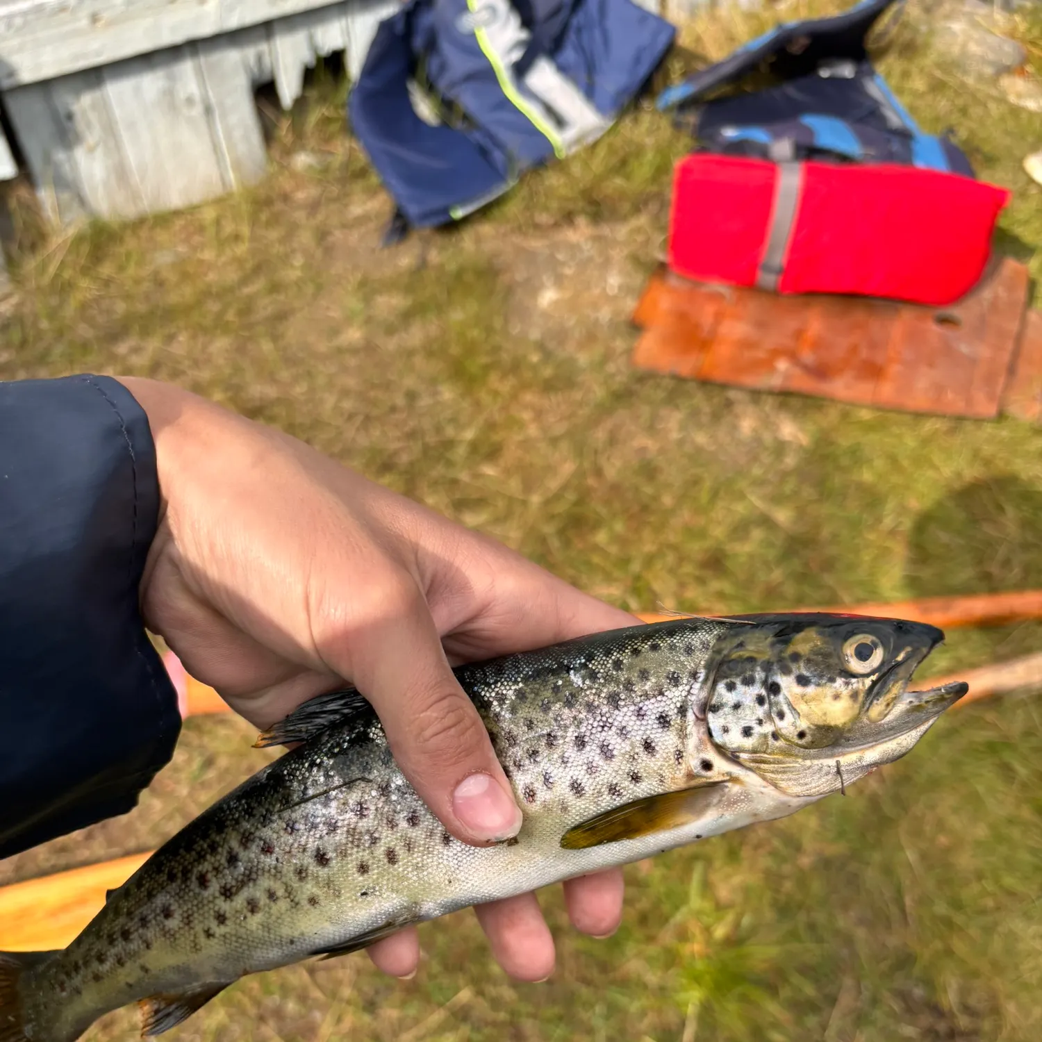 Fish caught on Fishbrain