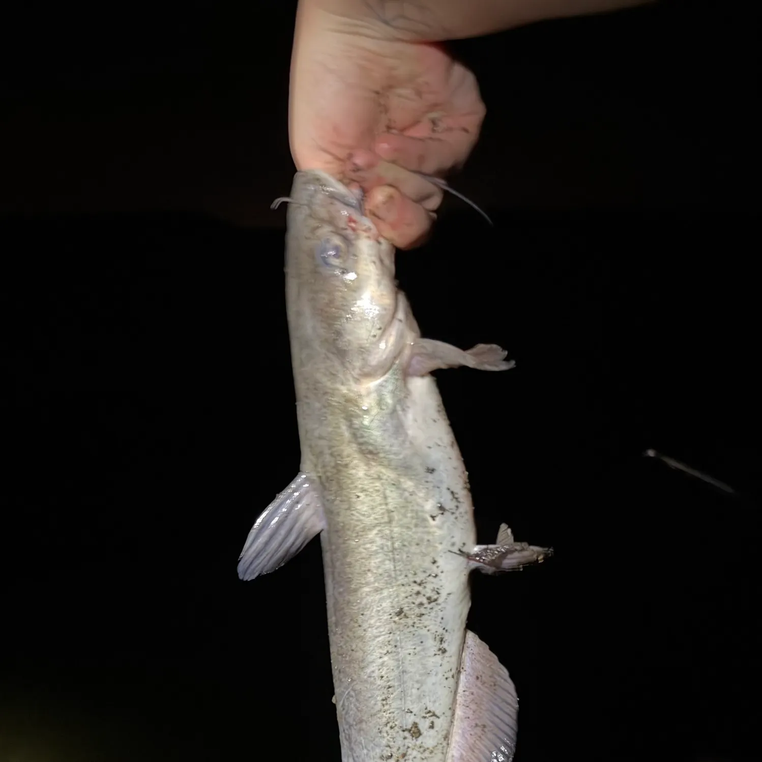 Blue catfish caught on Fishbrain
