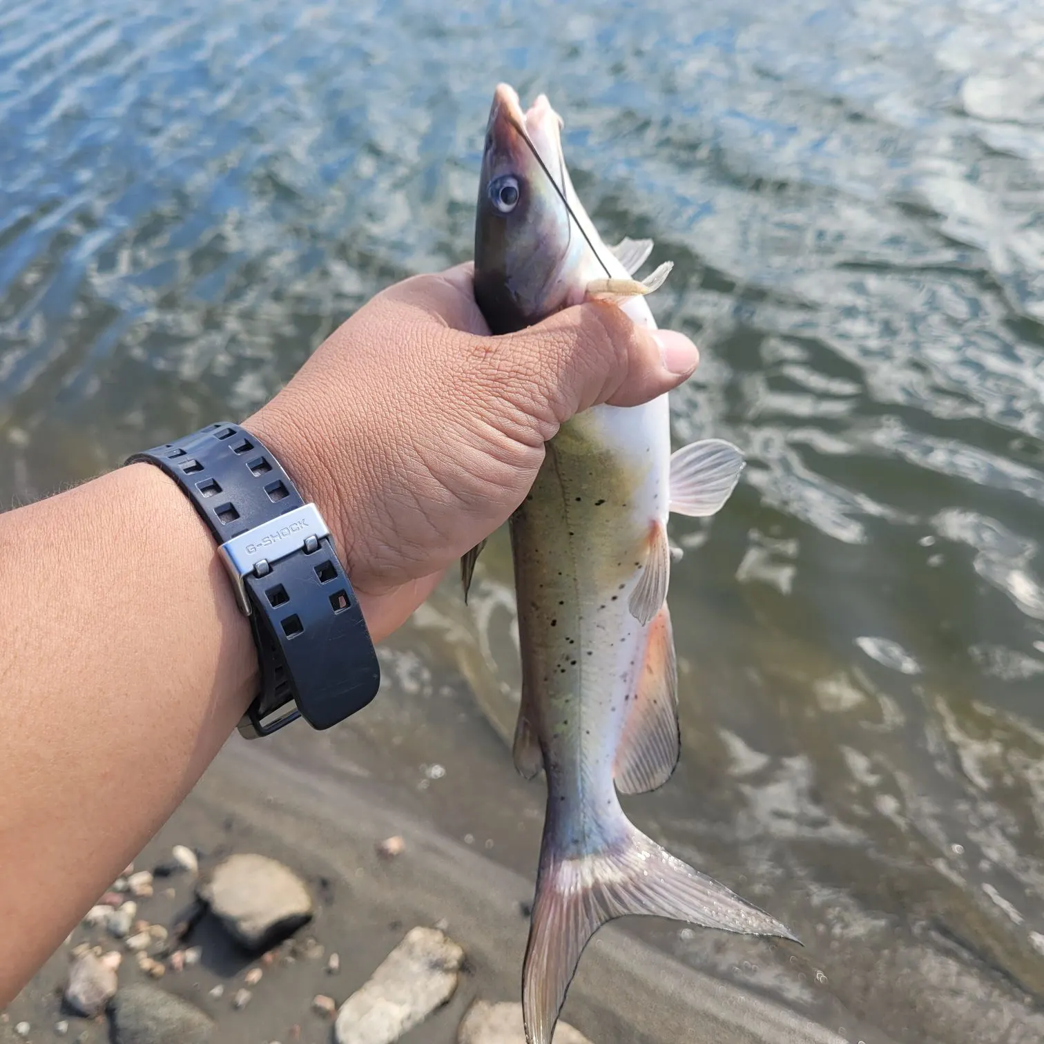 Channel catfish caught on Fishbrain