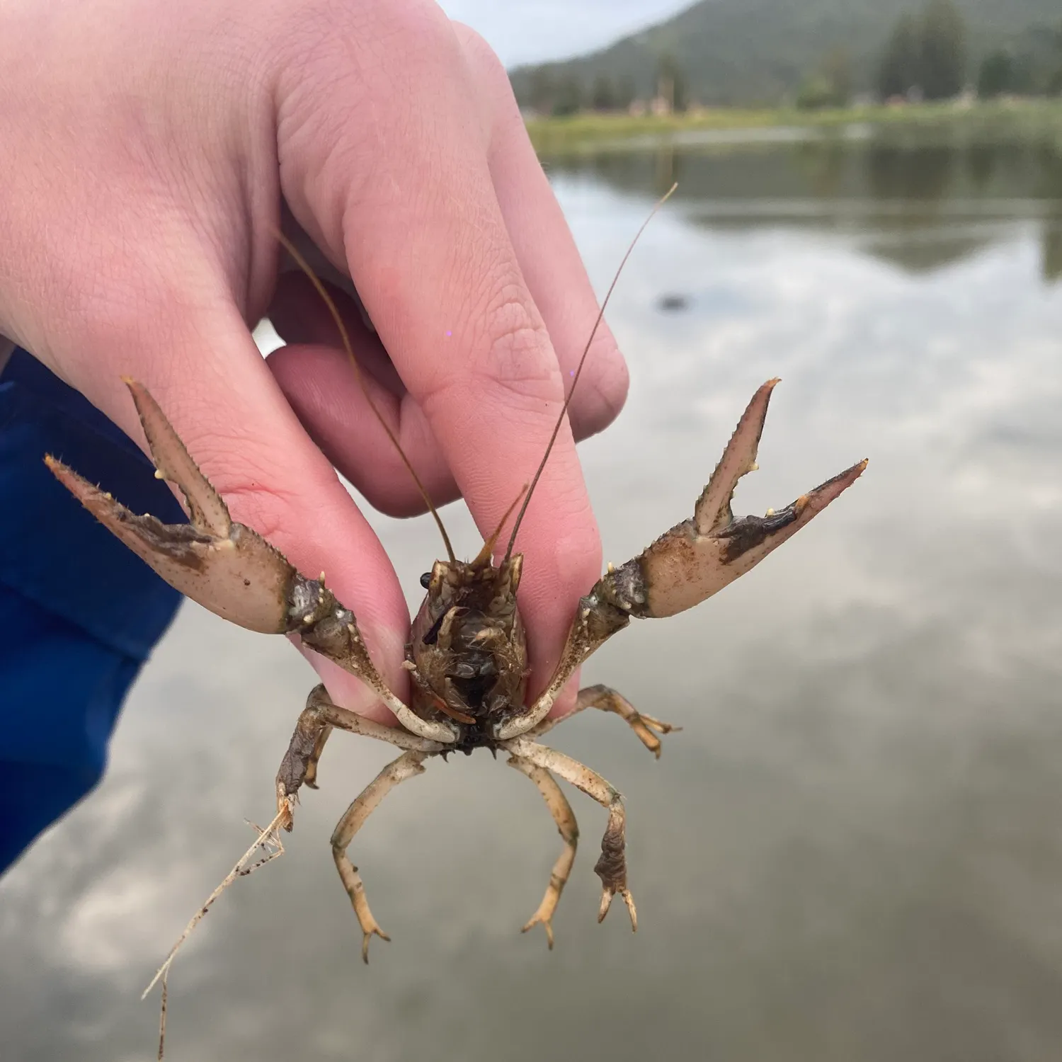 The most recent Signal crayfish catches on Fishbrain