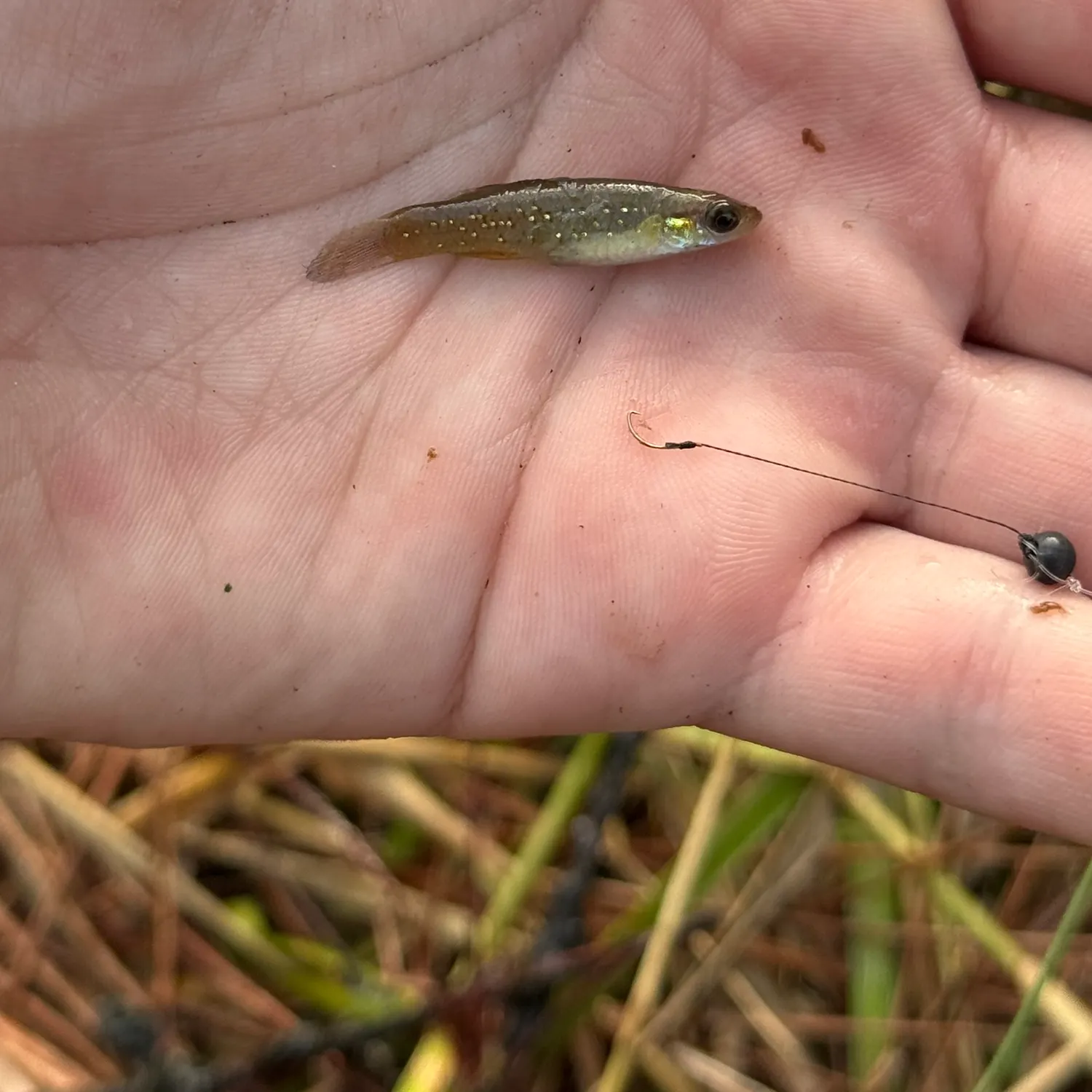 The most recent Golden topminnow catches on Fishbrain