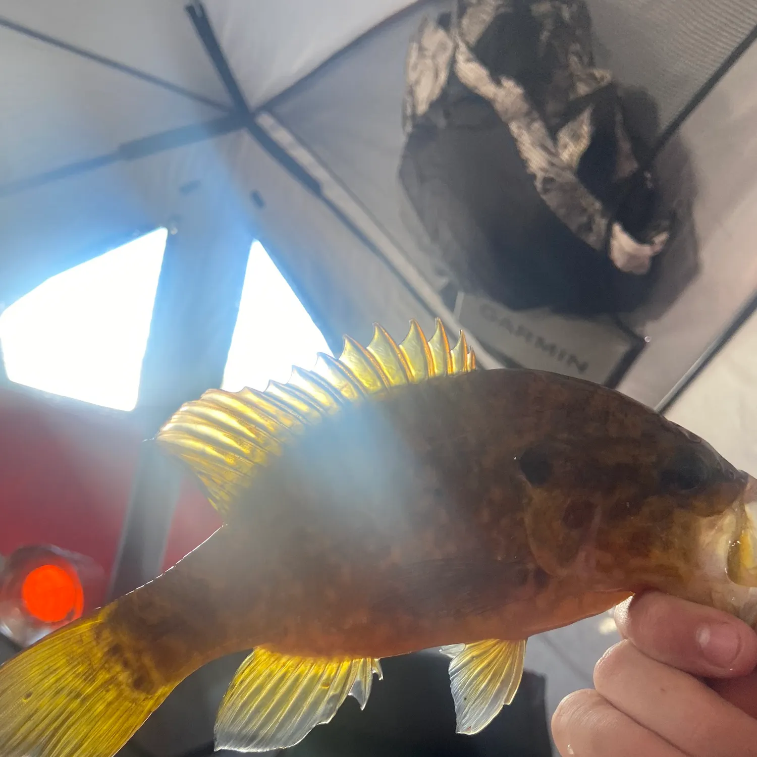 The most recent Warmouth catches on Fishbrain