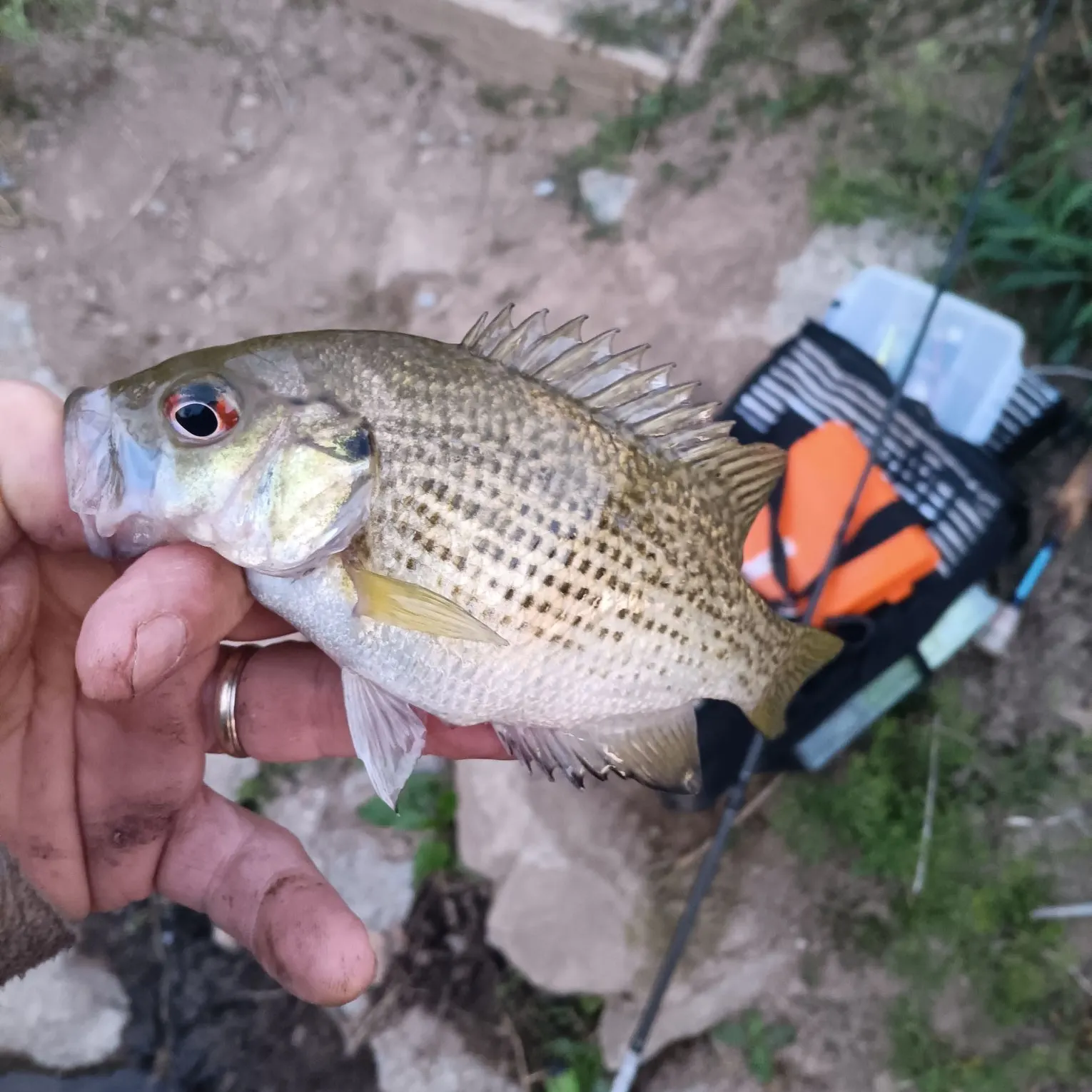 The most recent Rock bass catches on Fishbrain