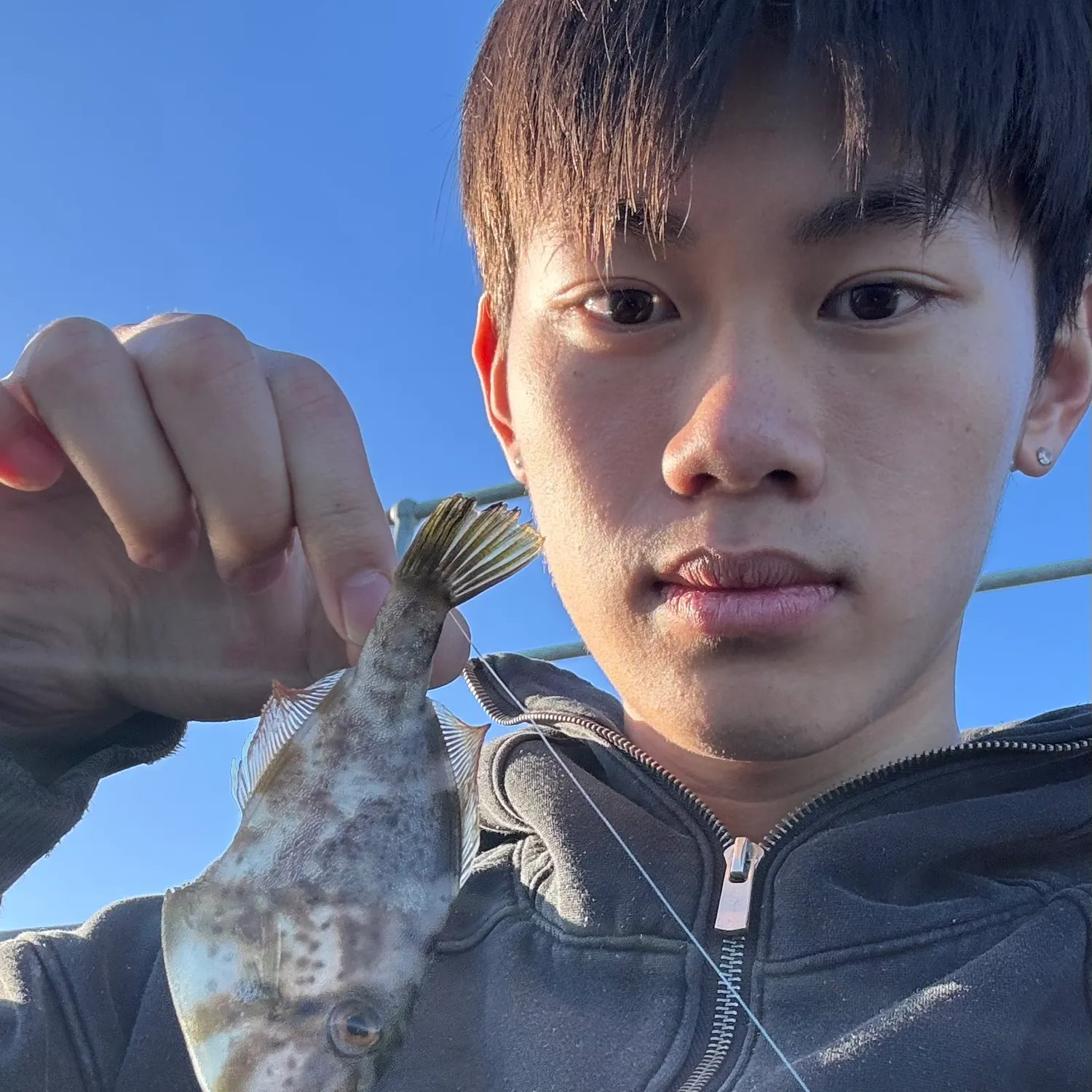 The most recent Yellowfin leatherjacket catches on Fishbrain