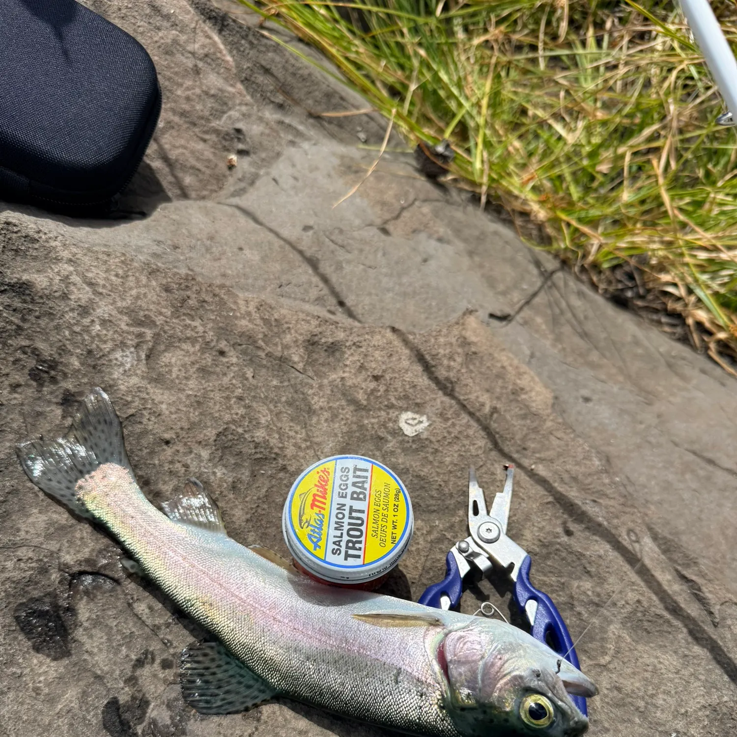 Rainbow trout caught on Fishbrain