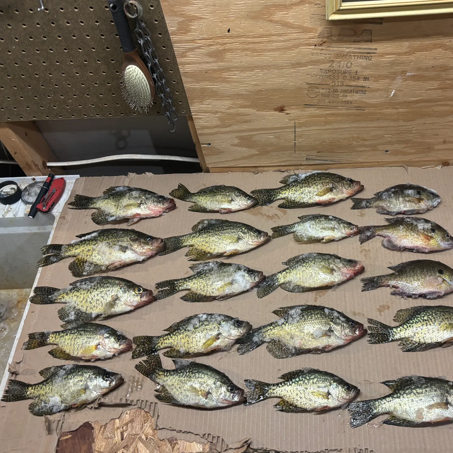 recently logged catches