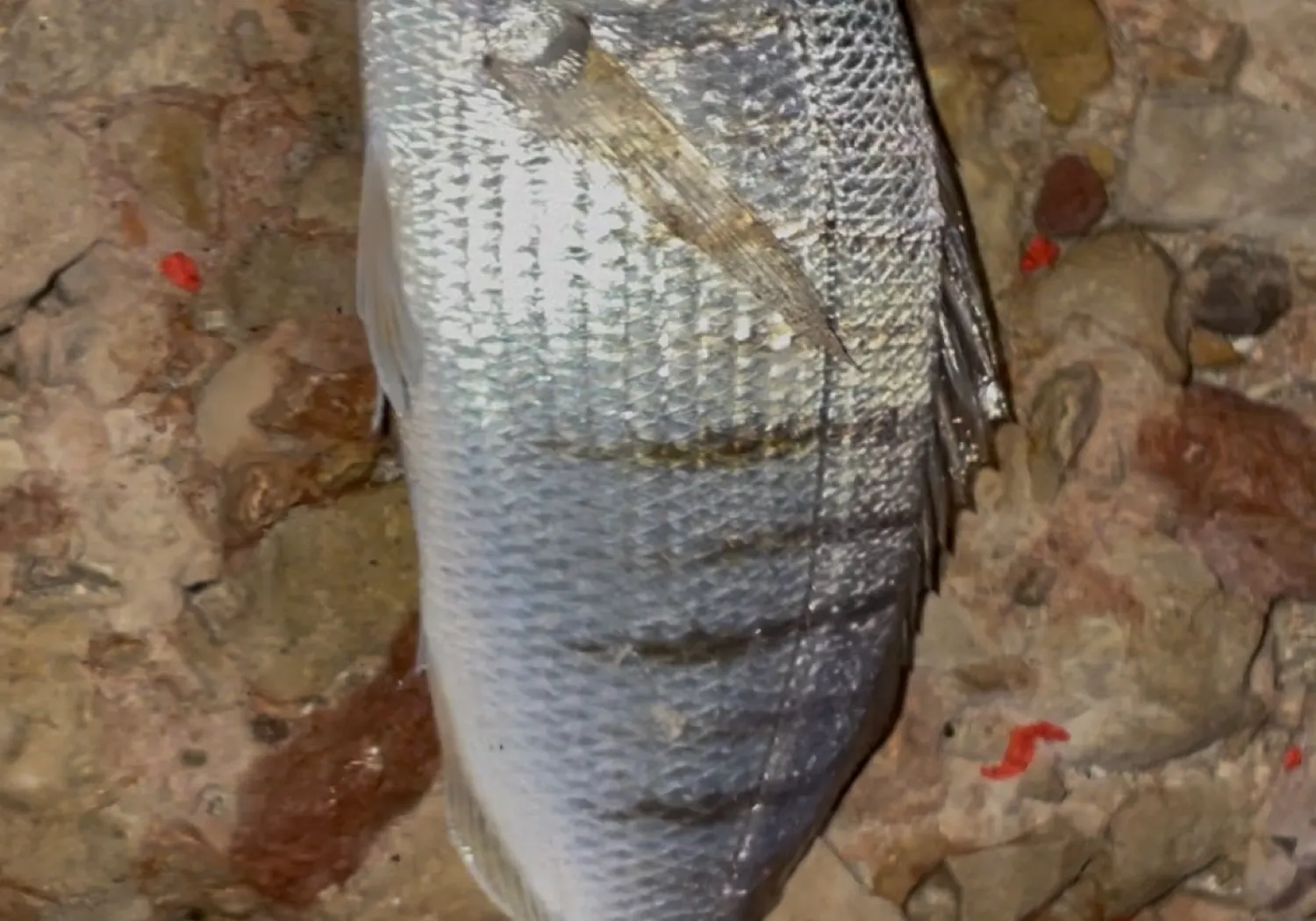 Striped seabream