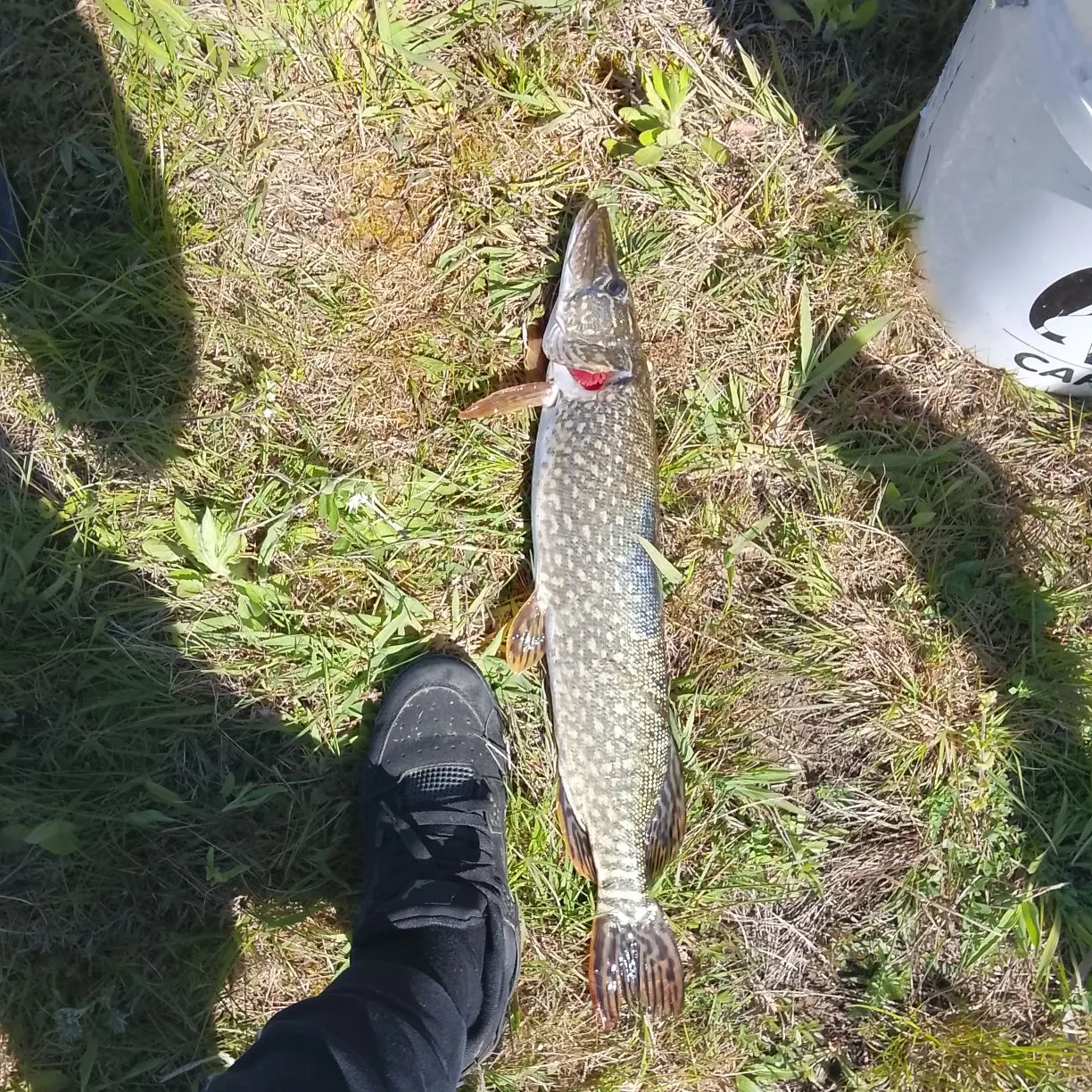 Northern pike caught on Fishbrain