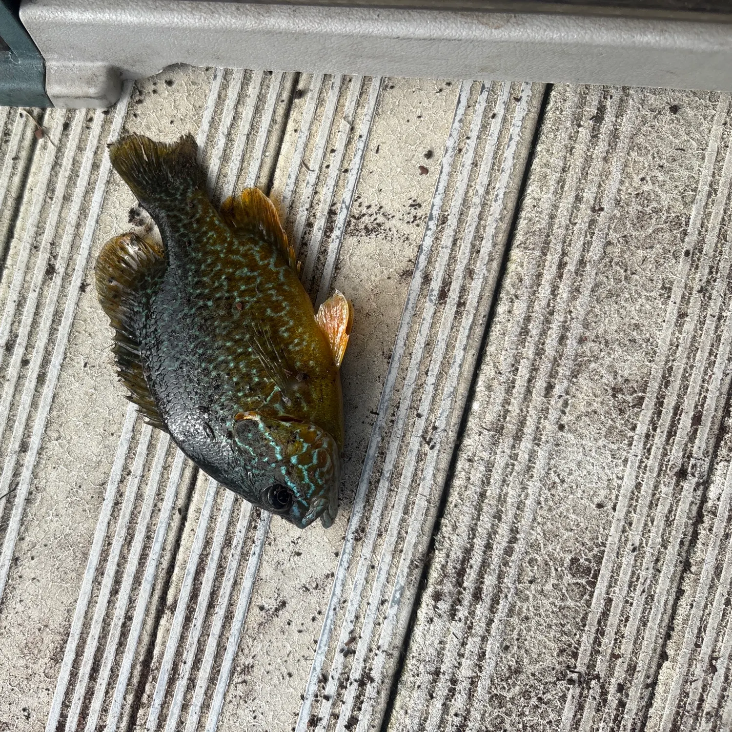 Pumpkinseed caught on Fishbrain
