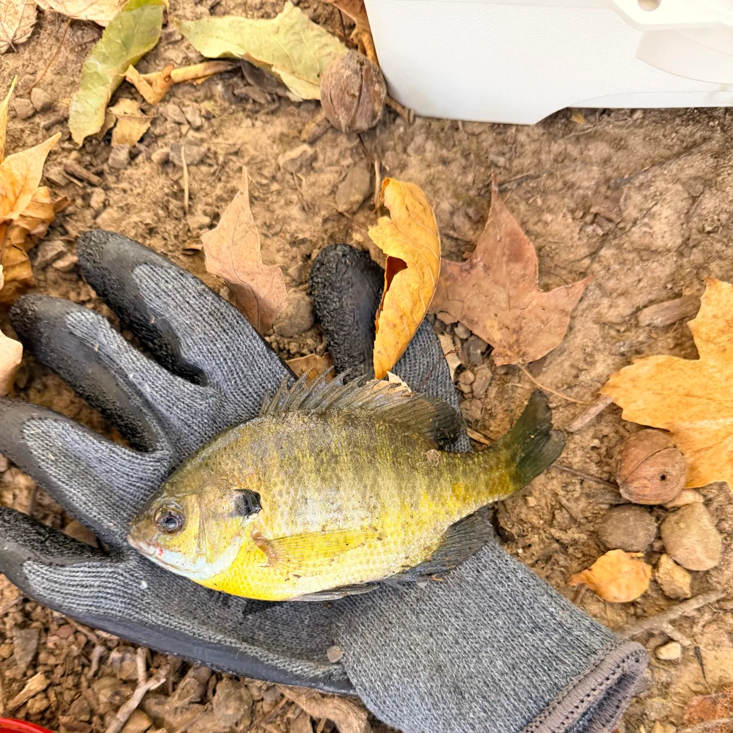 Bluegill caught on Fishbrain