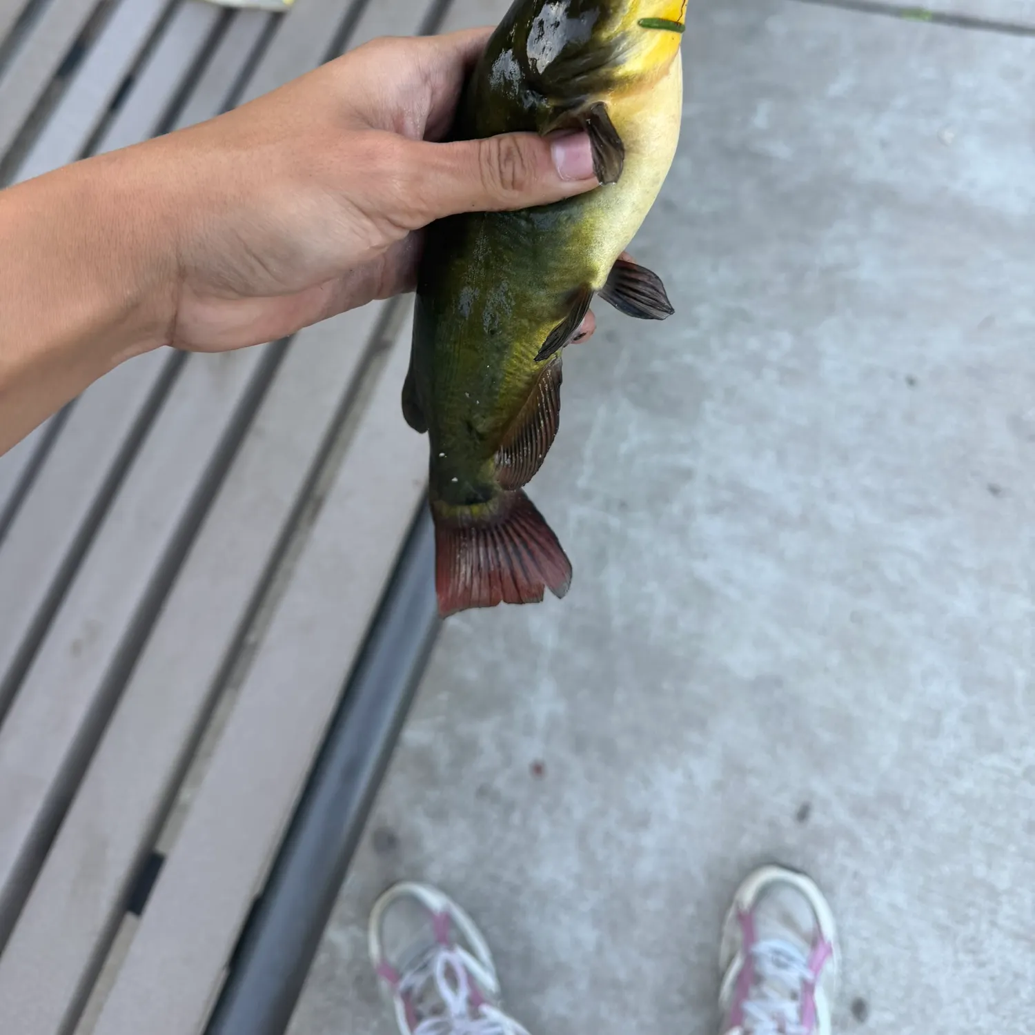 Yellow bullhead caught on Fishbrain