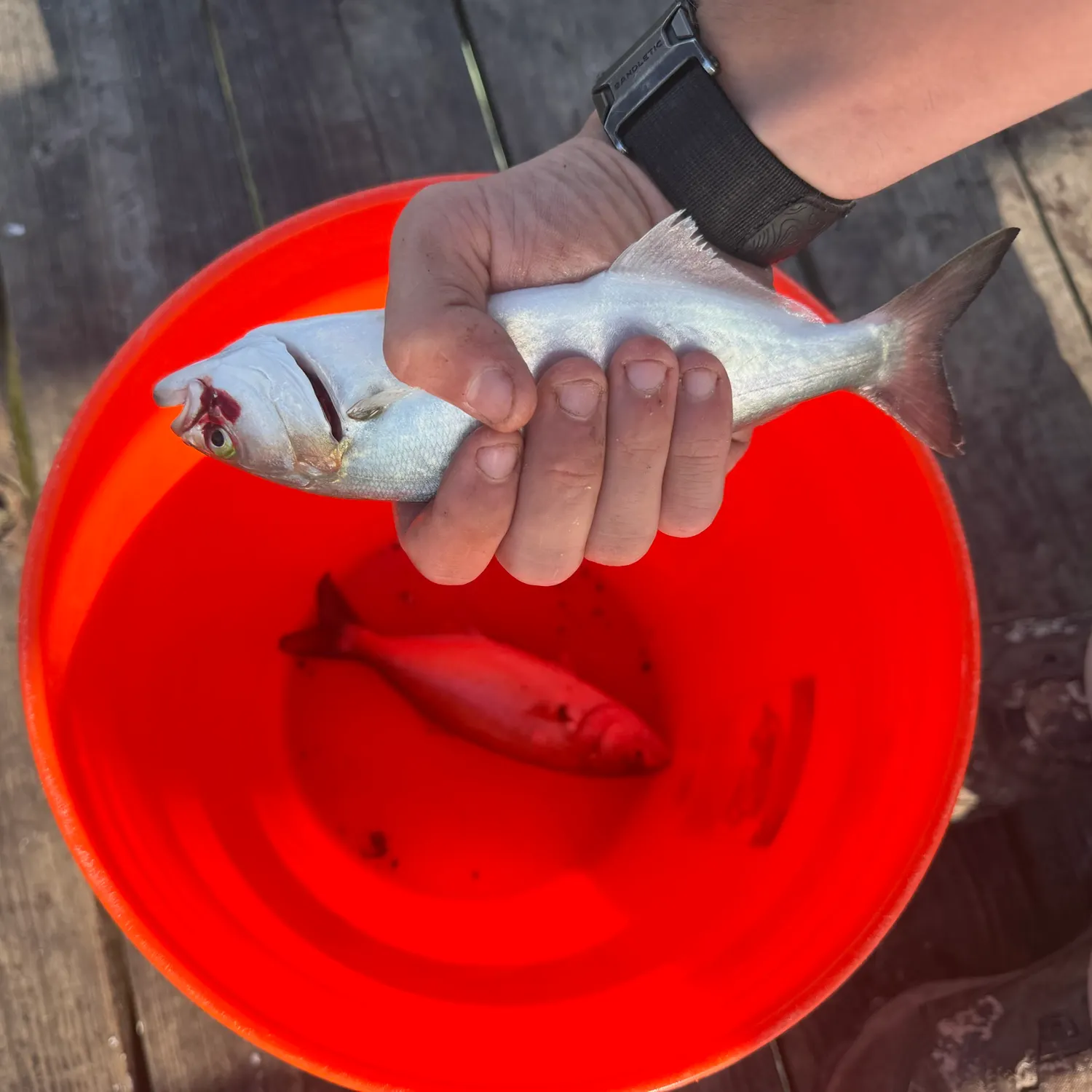 The most recent Gray weakfish catches on Fishbrain