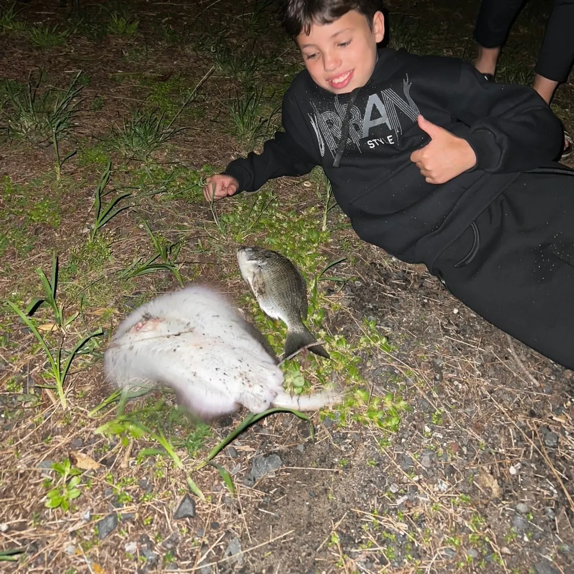 The most recent Short-tail stingray catches on Fishbrain