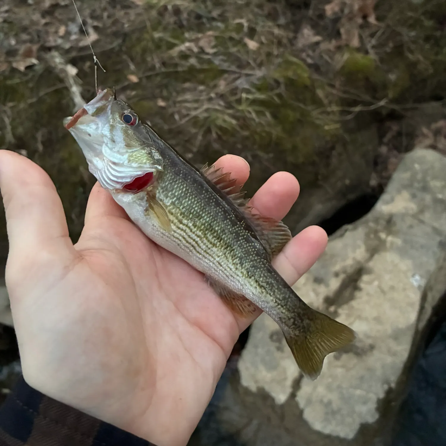 The most recent Cahaba bass catches on Fishbrain