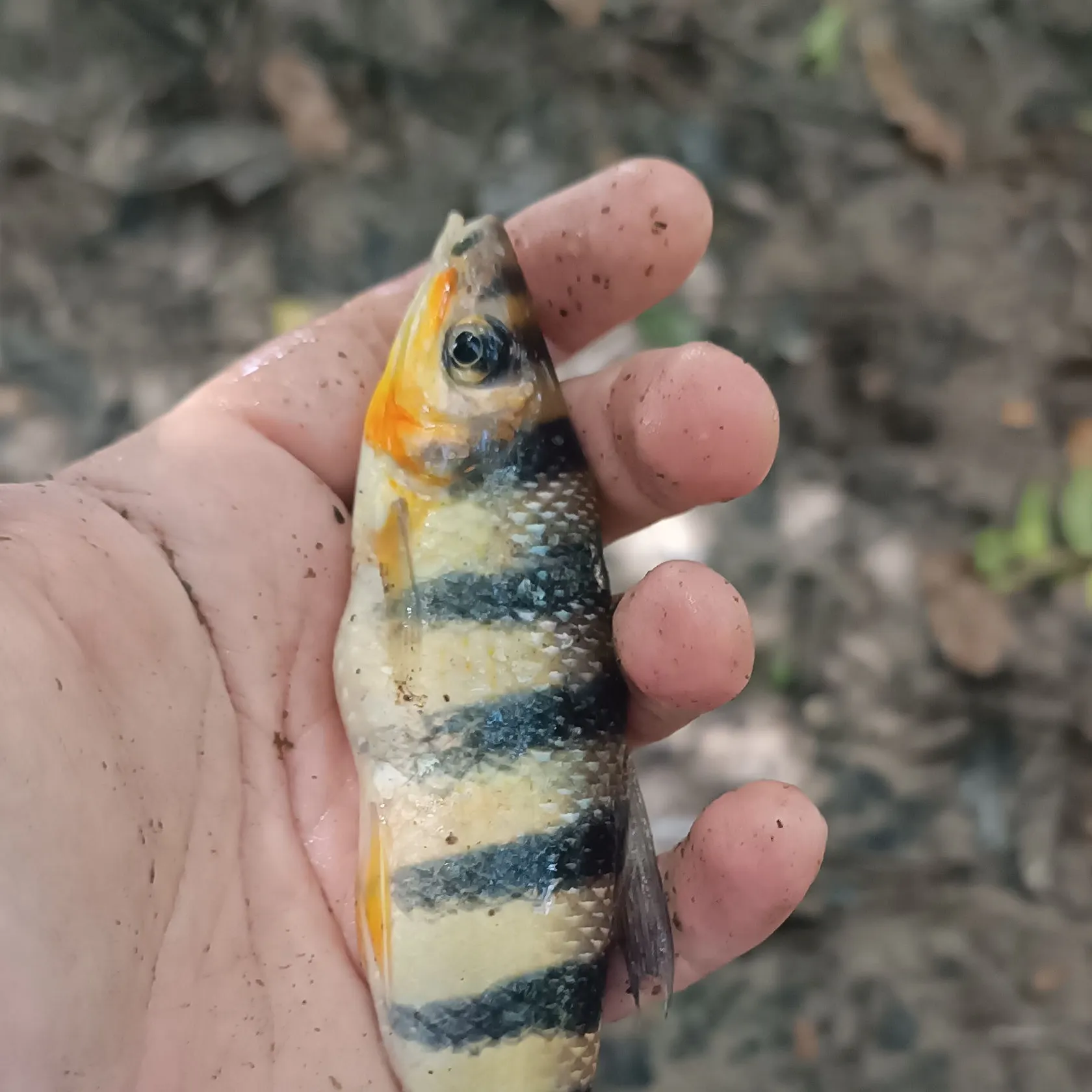 The most recent Threespot leporinus catches on Fishbrain