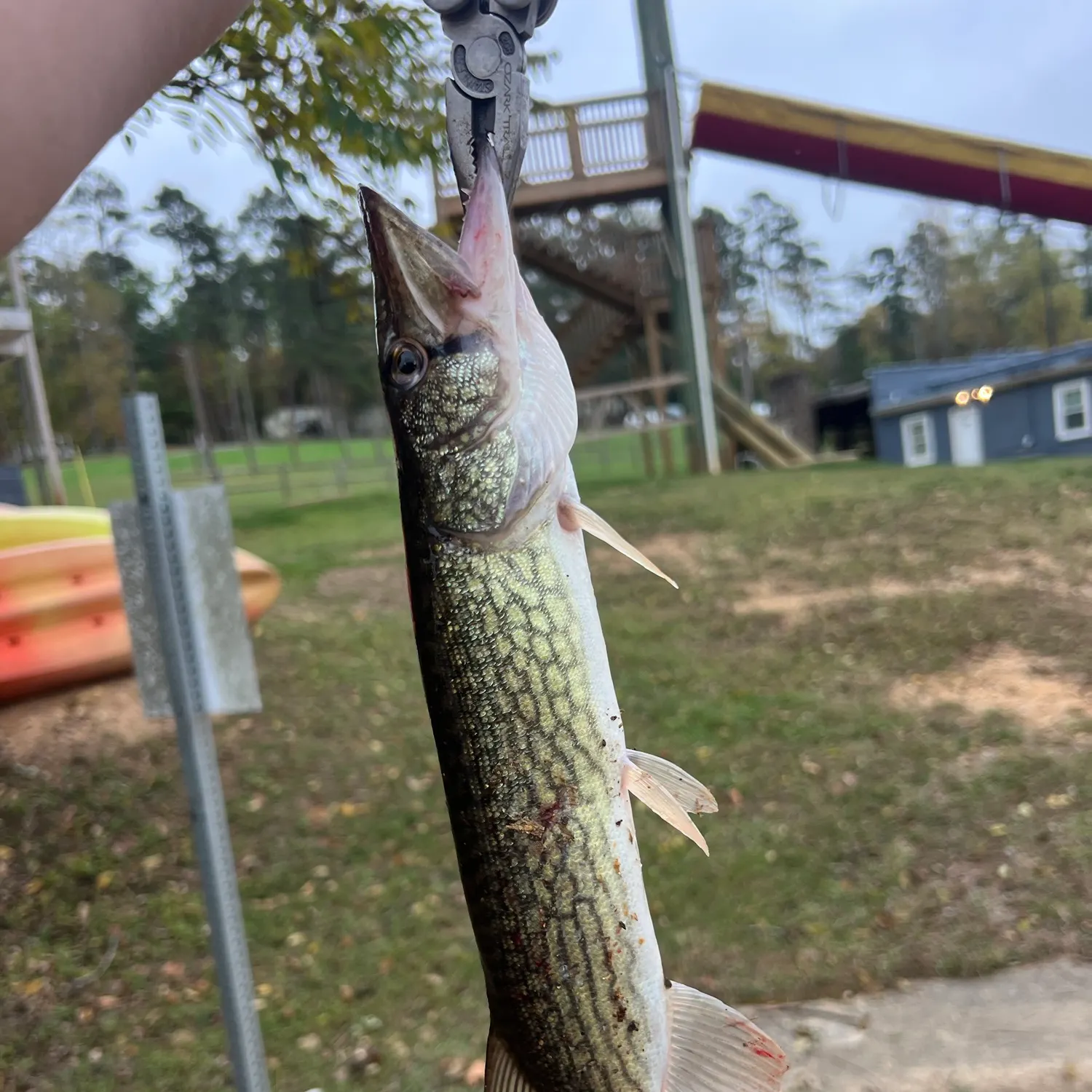 Chain pickerel caught on Fishbrain