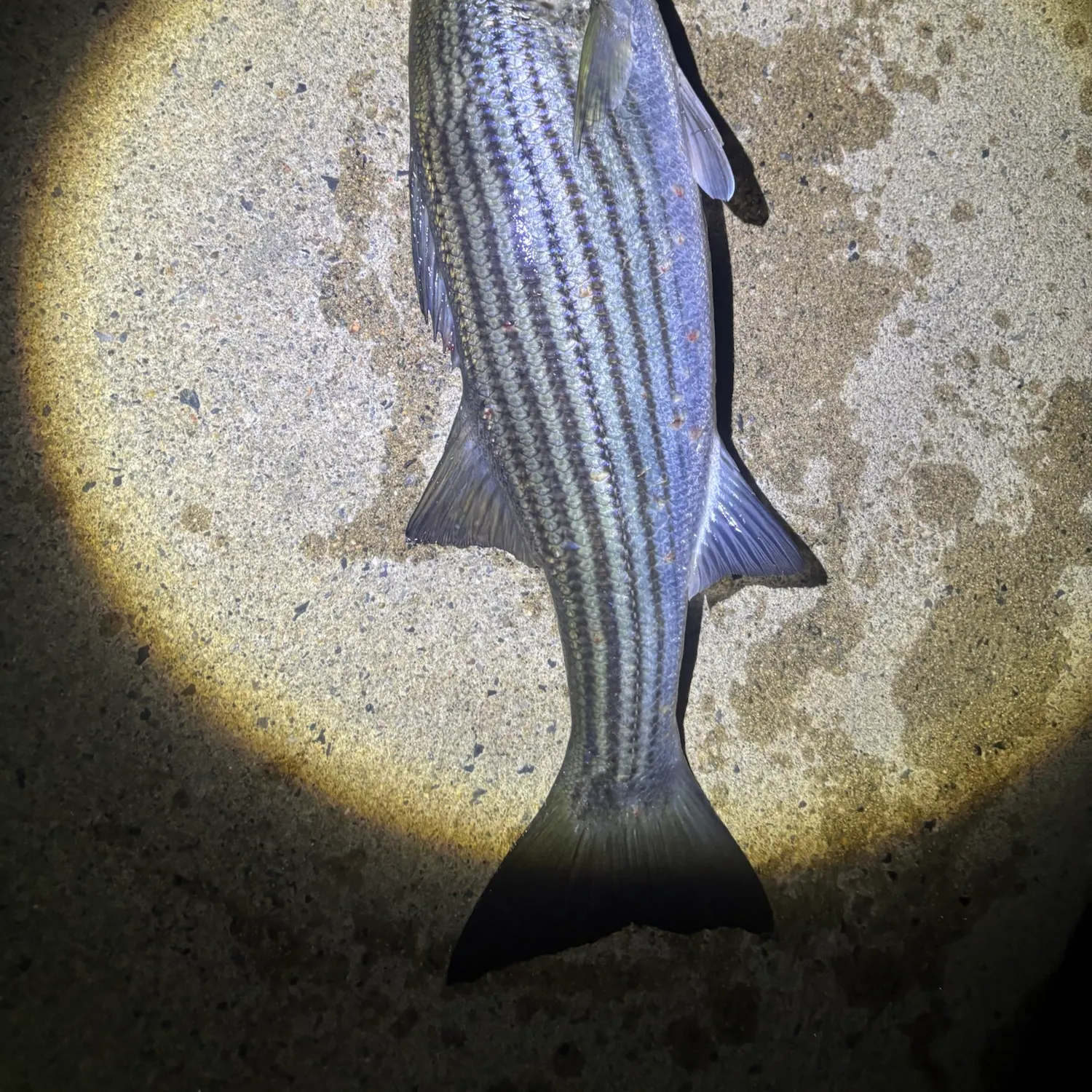 Striped bass caught on Fishbrain