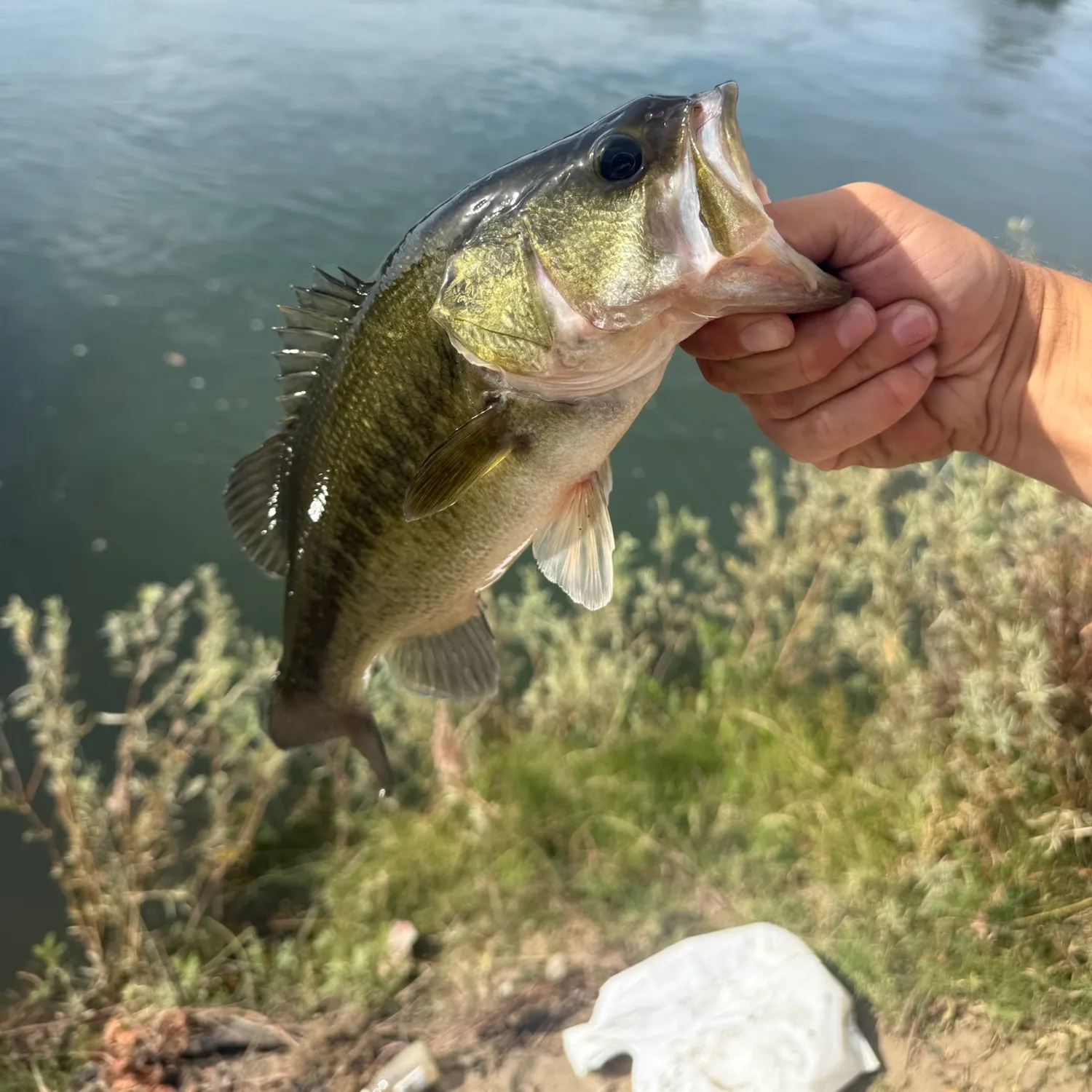 Fish caught on Fishbrain