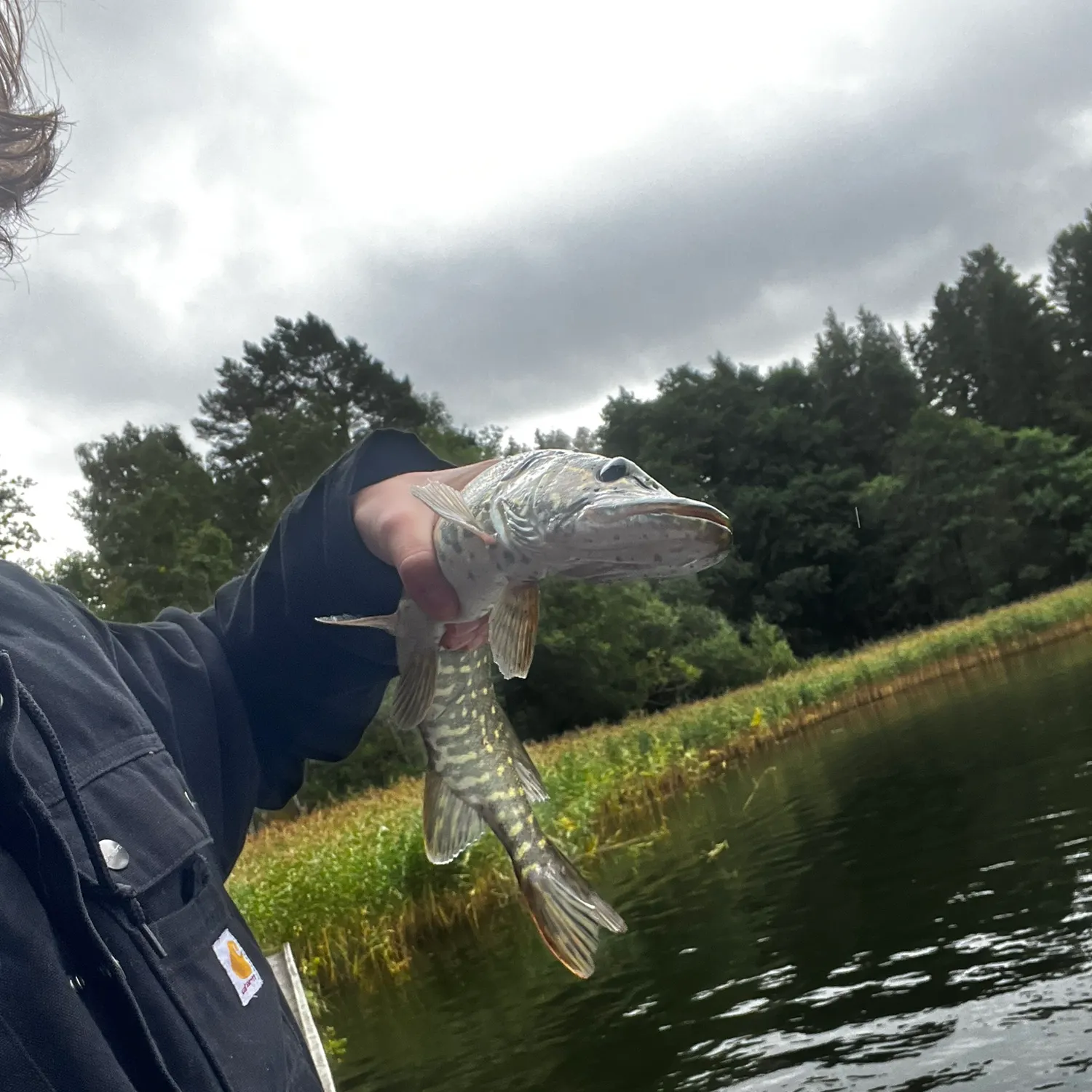 Northern pike caught on Fishbrain