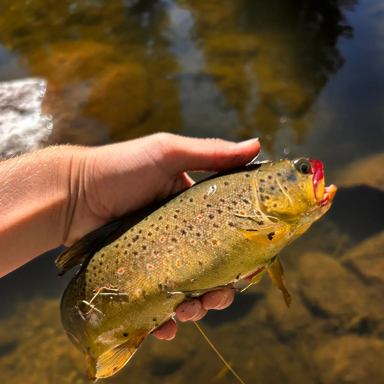Brown trout caught on Fishbrain