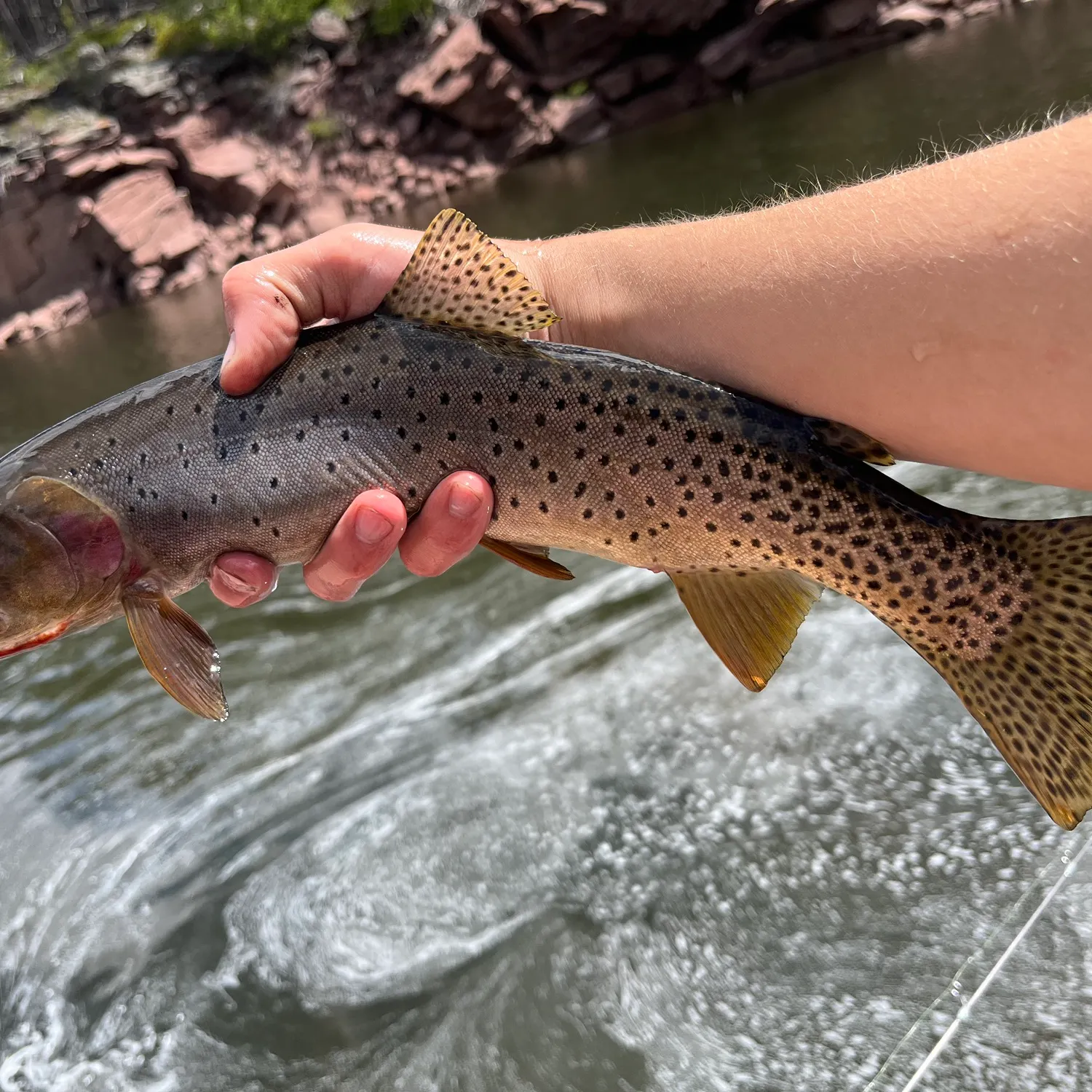 The most recent Colorado river cutthroat trout catches on Fishbrain