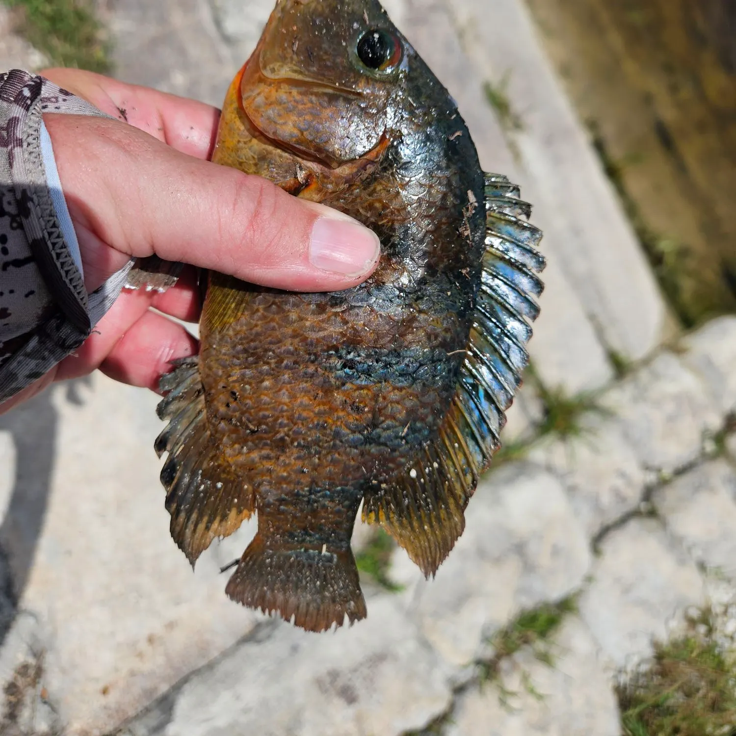 catch