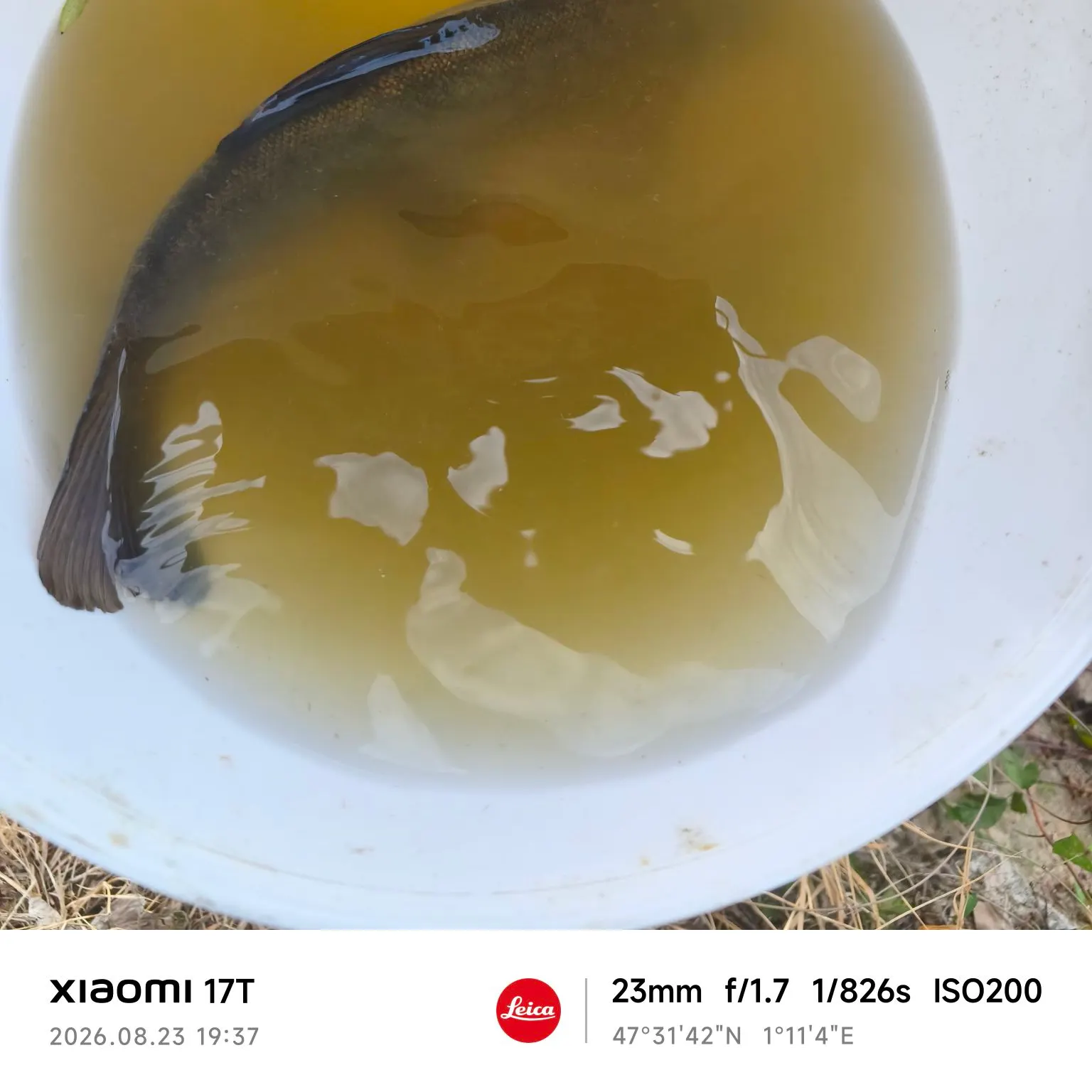 Tench caught on Fishbrain