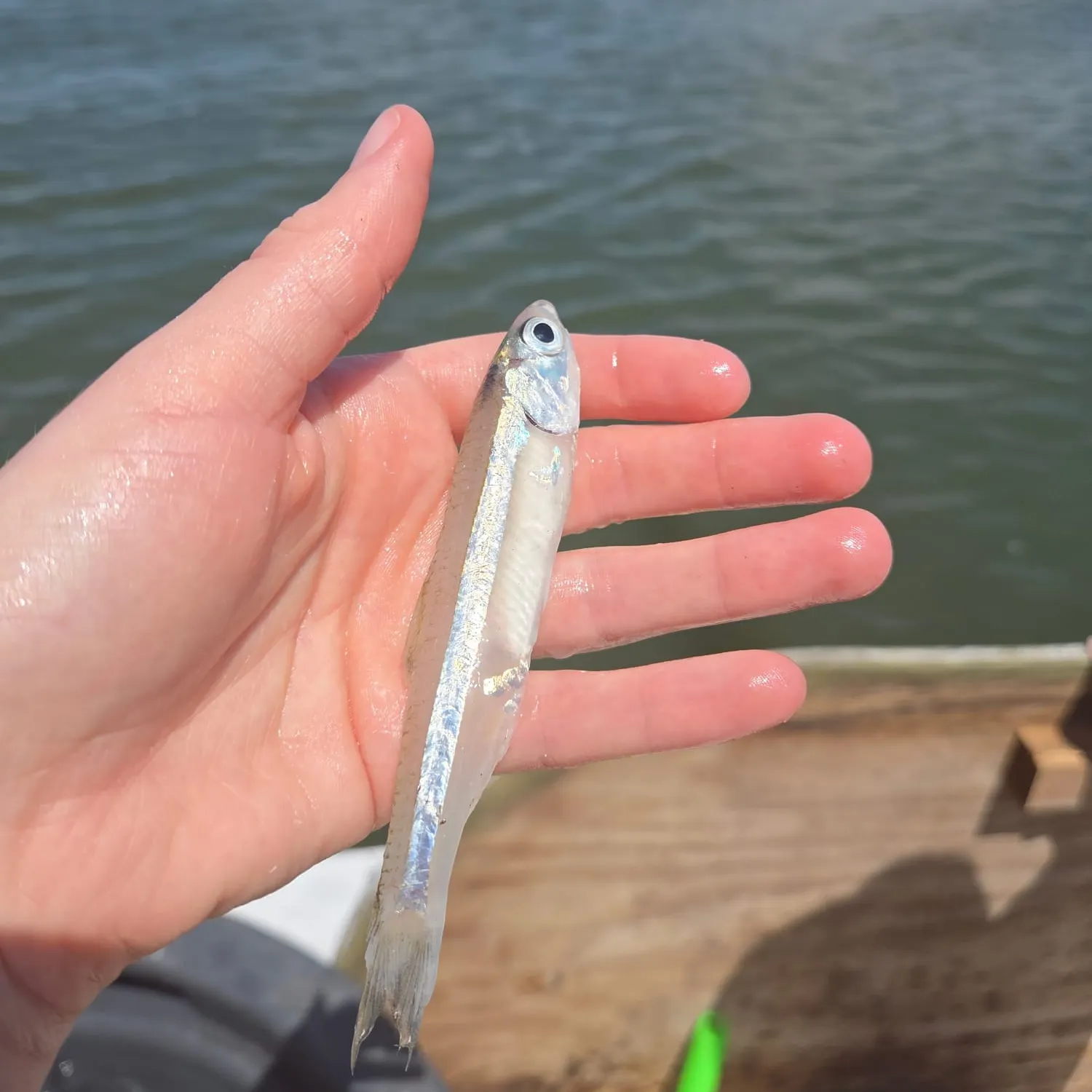 The most recent Broad-striped anchovy catches on Fishbrain