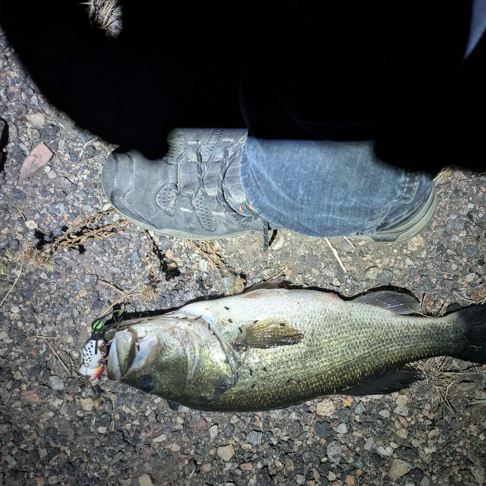 Largemouth bass caught on Fishbrain