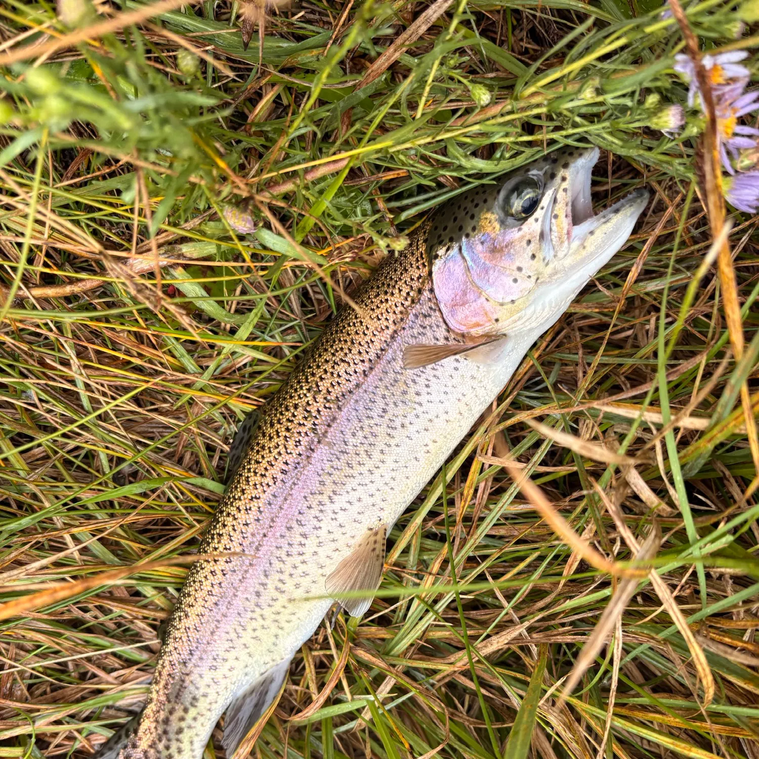 Rainbow trout caught on Fishbrain