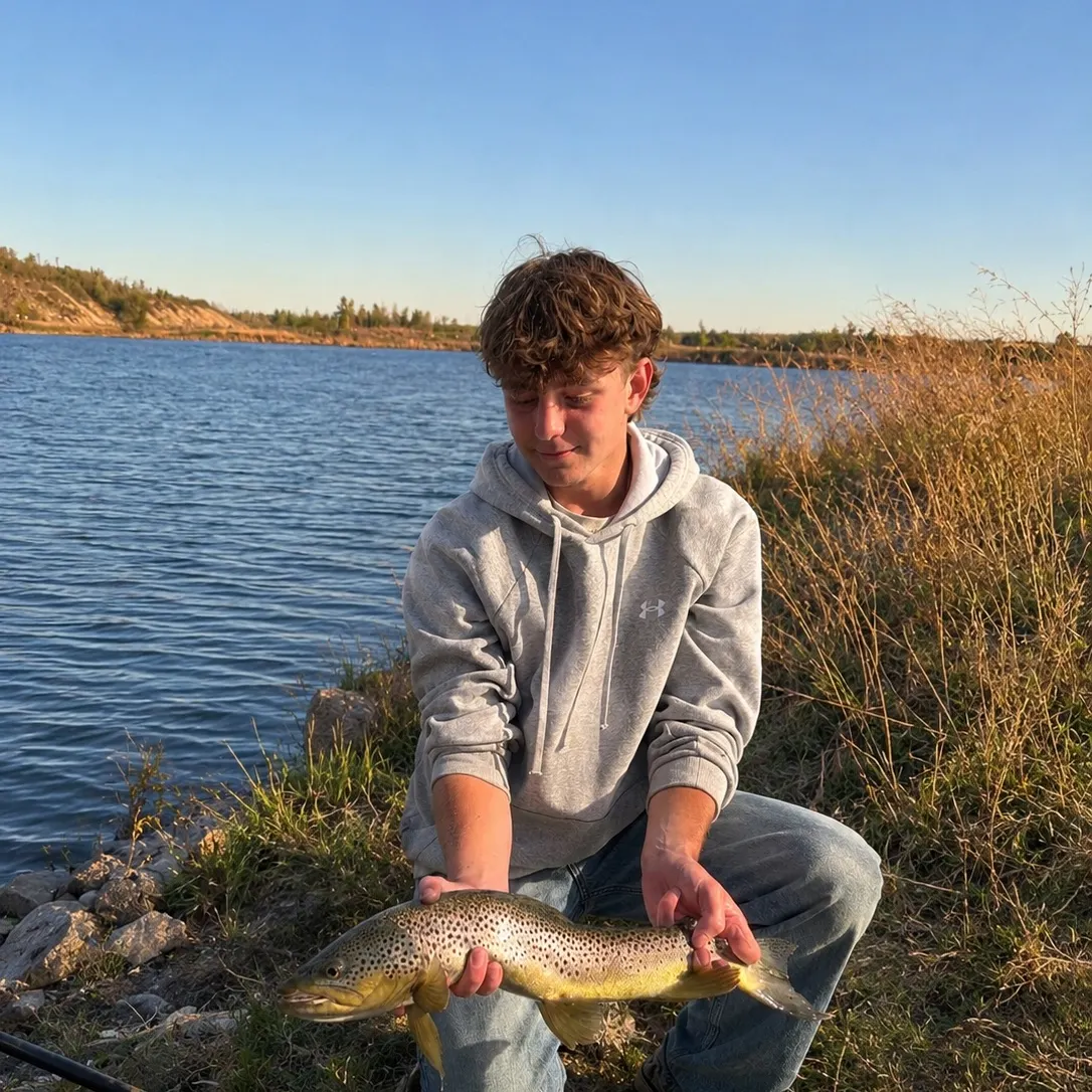 Brown trout caught on Fishbrain