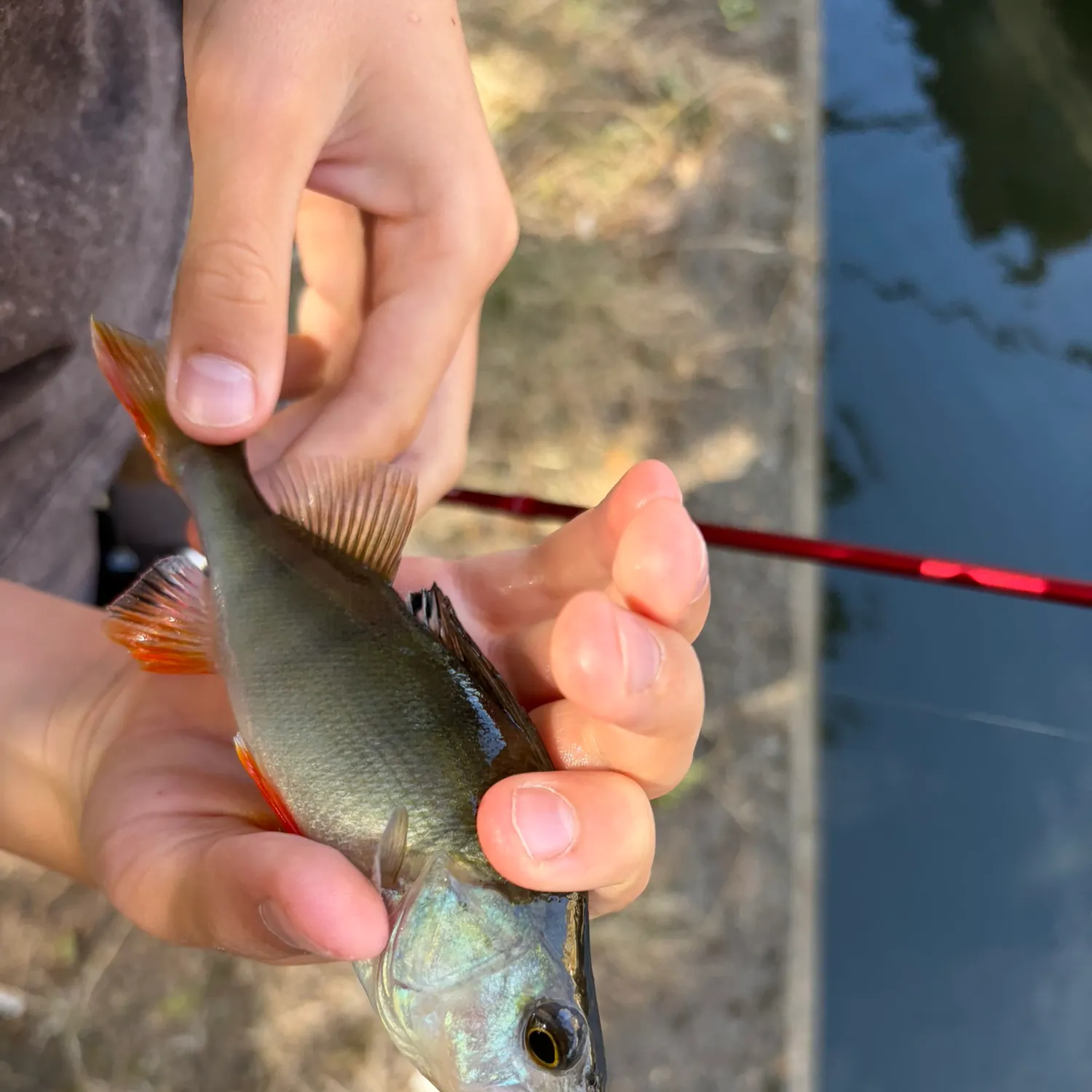 European perch caught on Fishbrain