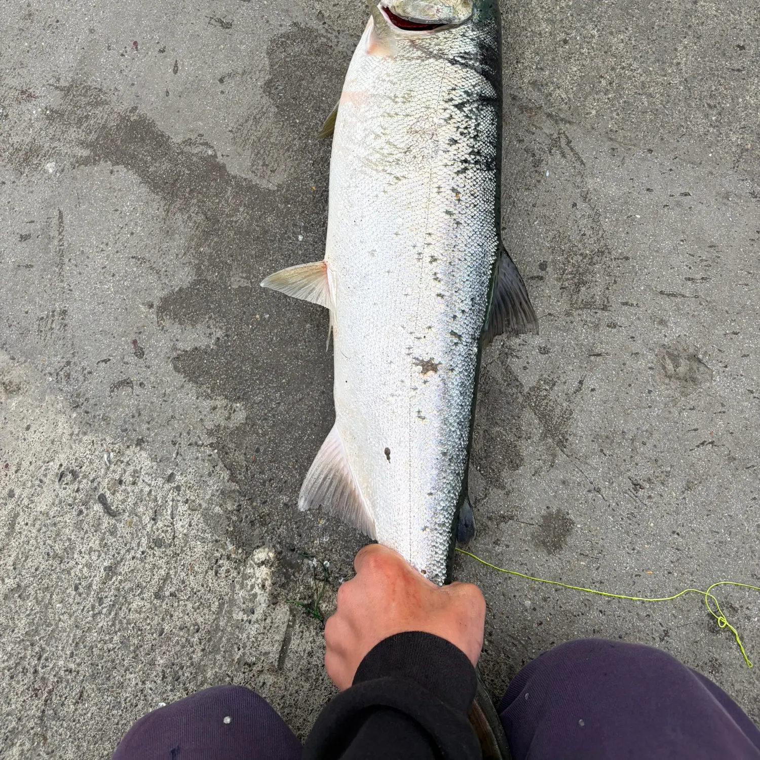Coho salmon caught on Fishbrain