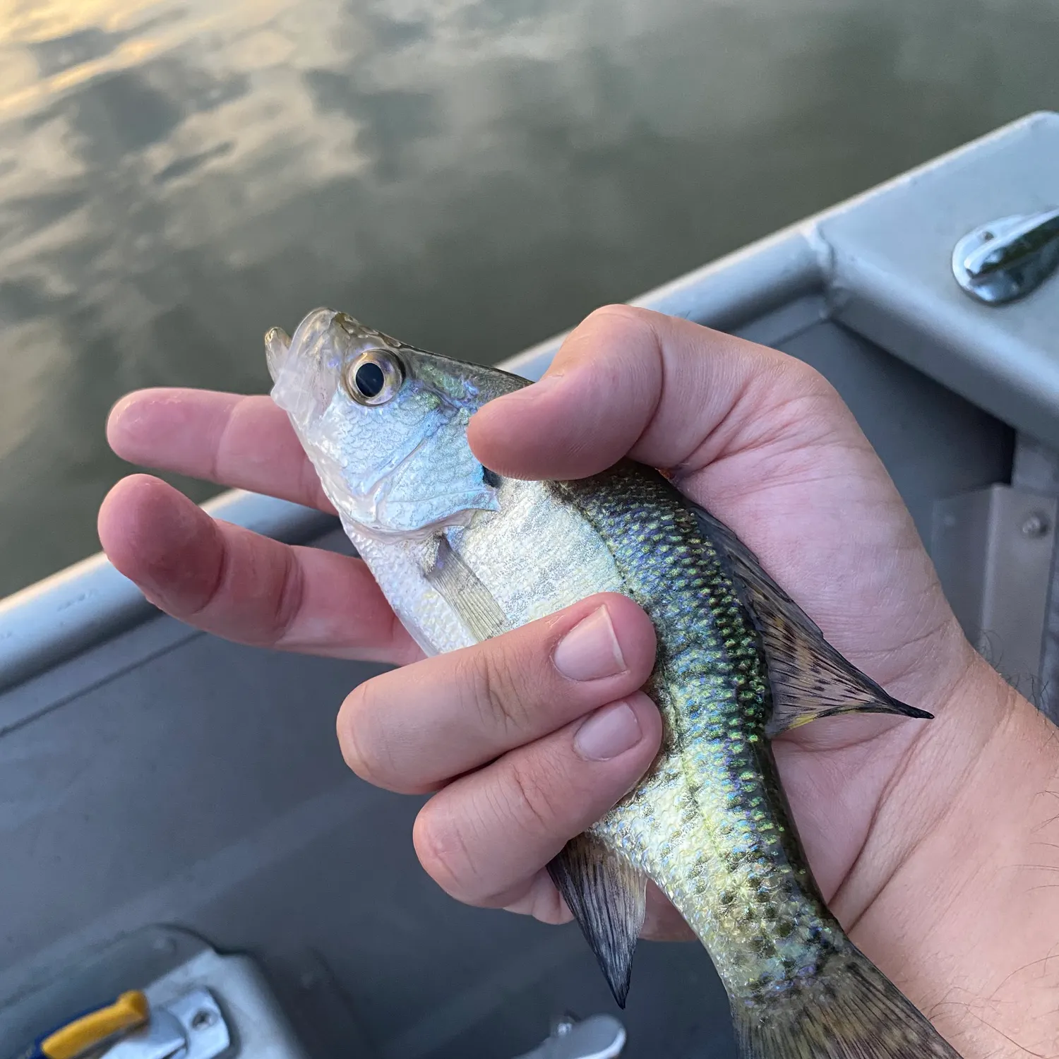 White crappie caught on Fishbrain