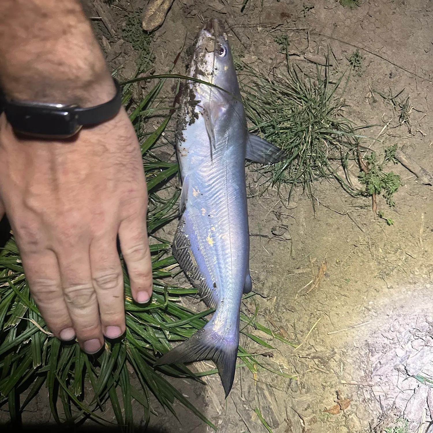 Blue catfish caught on Fishbrain