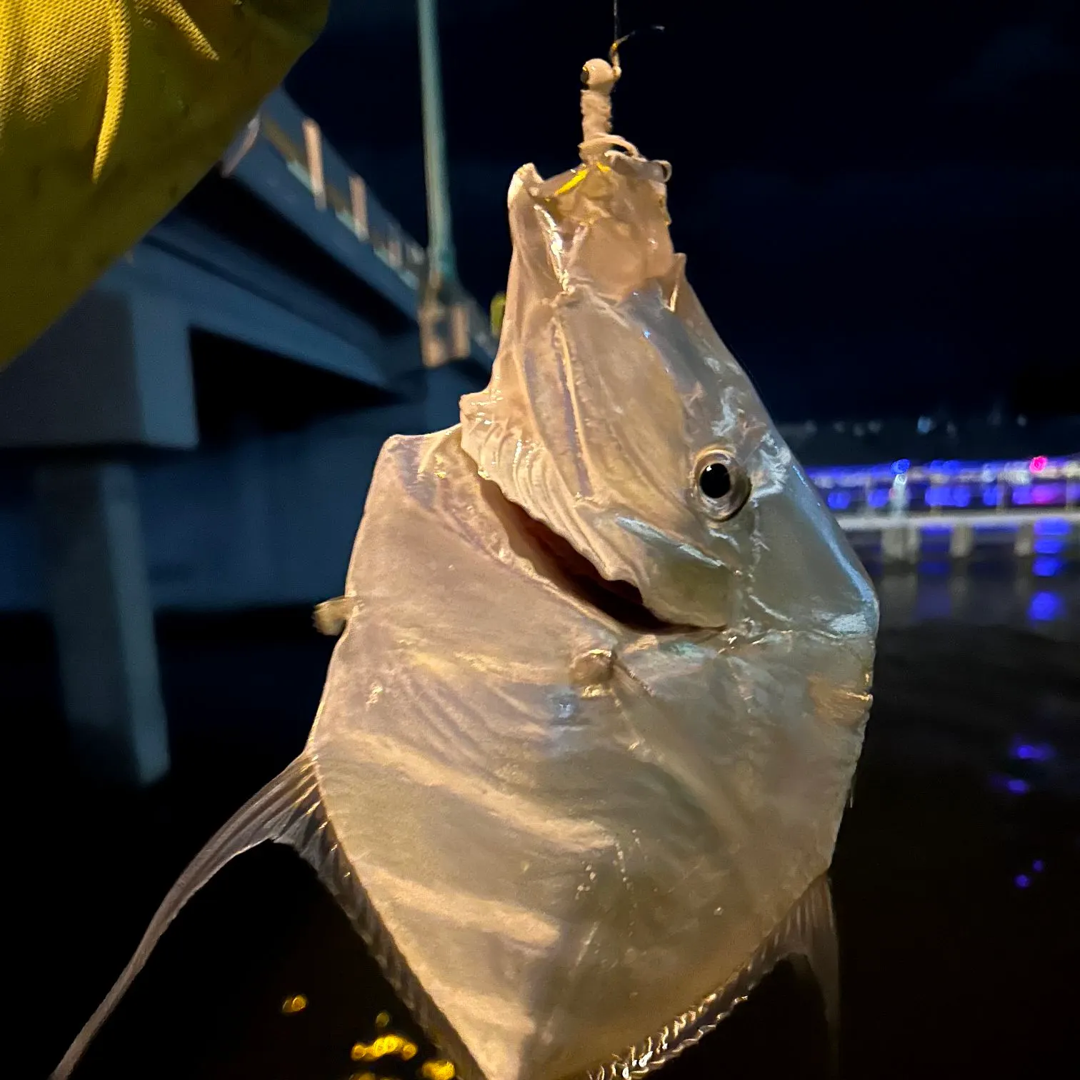 The most popular recent Lookdown catch on Fishbrain