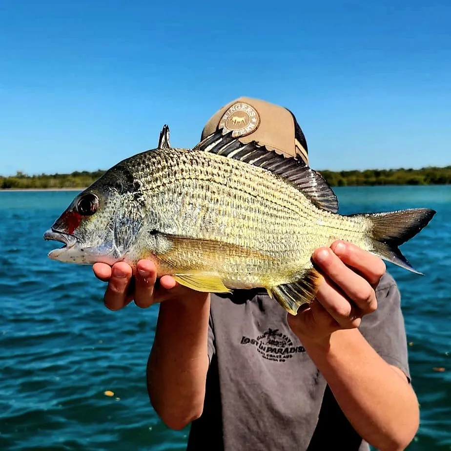 Surf bream caught on Fishbrain