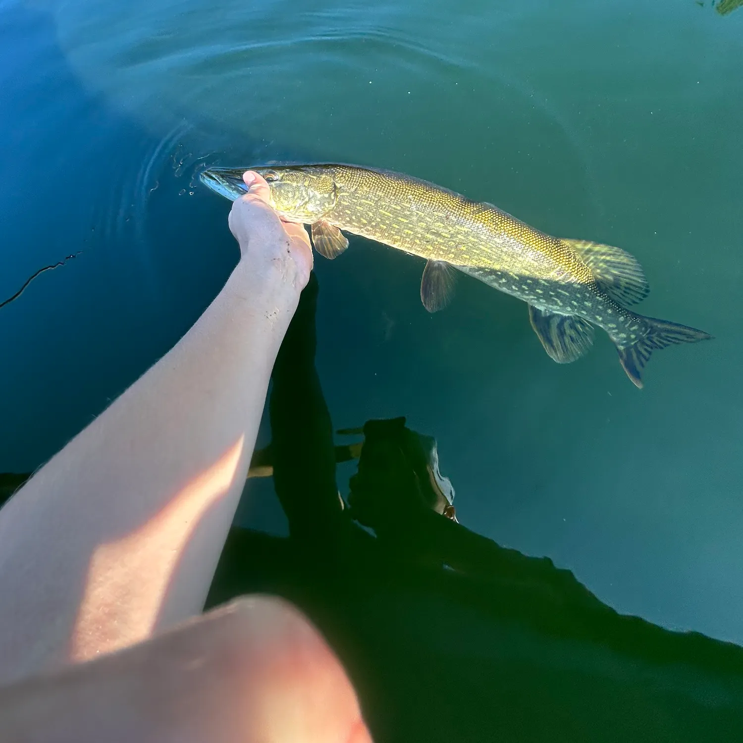 Northern pike caught on Fishbrain